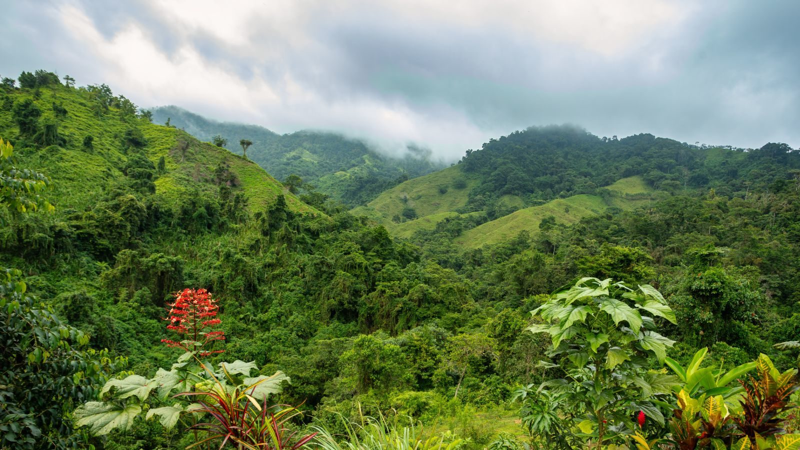 Rondreis Colombia, Ciudad Perdida, jungle