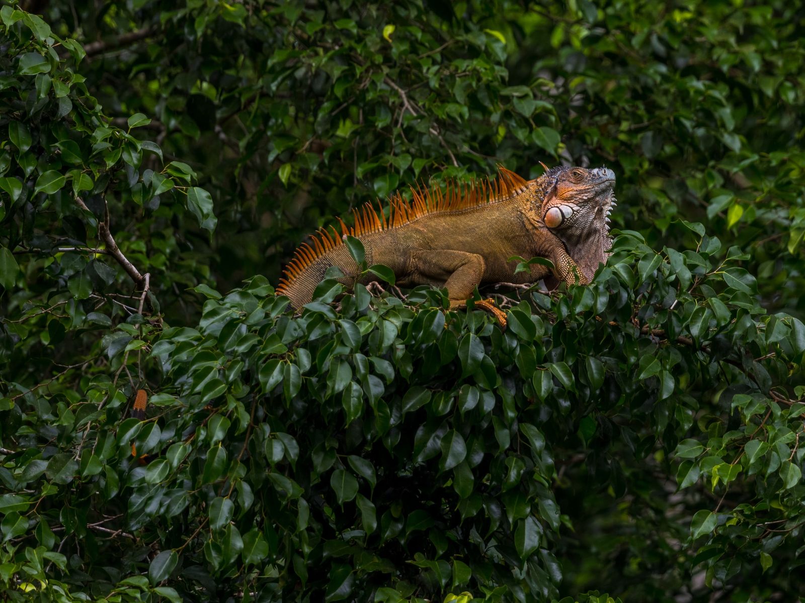 Rondreis Costa Rica, Boca Tapada Leguaan