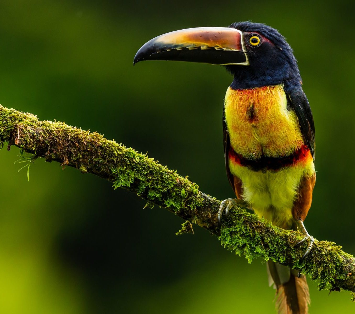 Rondreis Costa Rica, Boca Tapada vogel