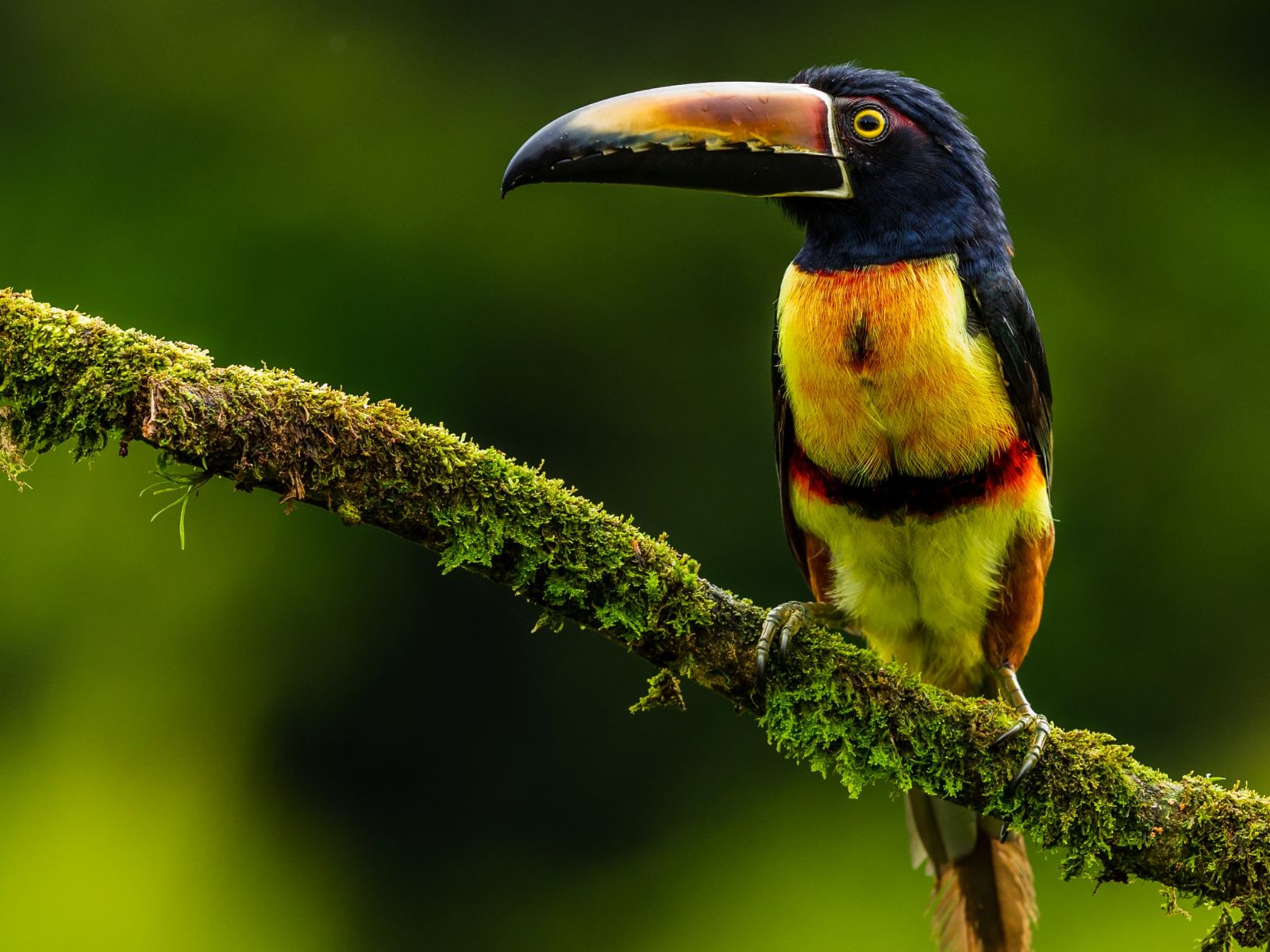 Rondreis Costa Rica, Boca Tapada vogel