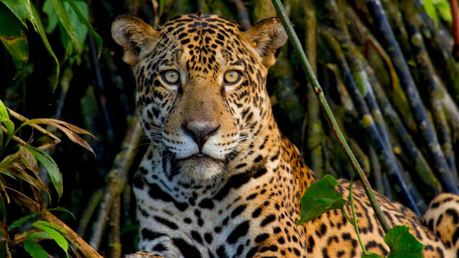 Rondreis Costa Rica, Cahuita NP, Jaguar
