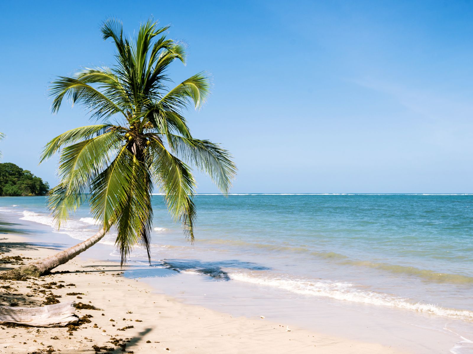 Rondreis Costa Rica, Cahuita NP, Strand met palmboom