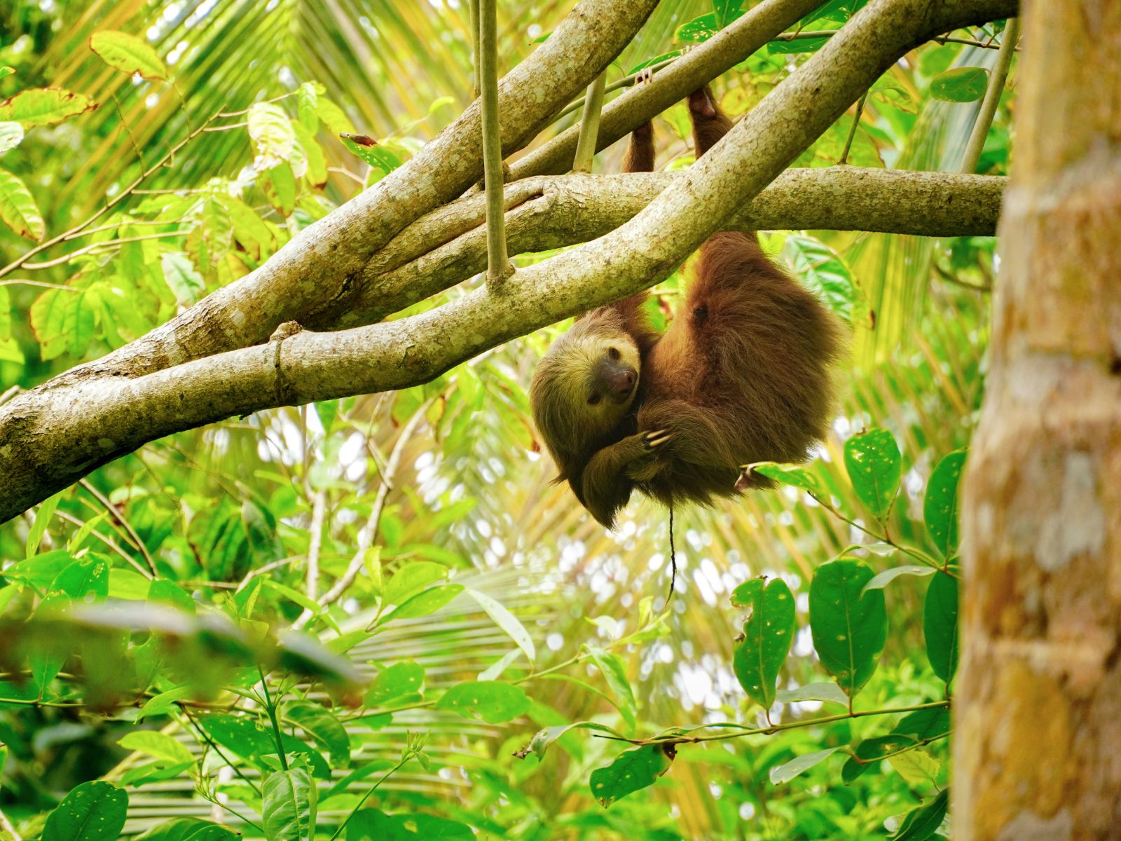 Rondreis Costa Rica, Cahuita National Park, luiaard in een boom