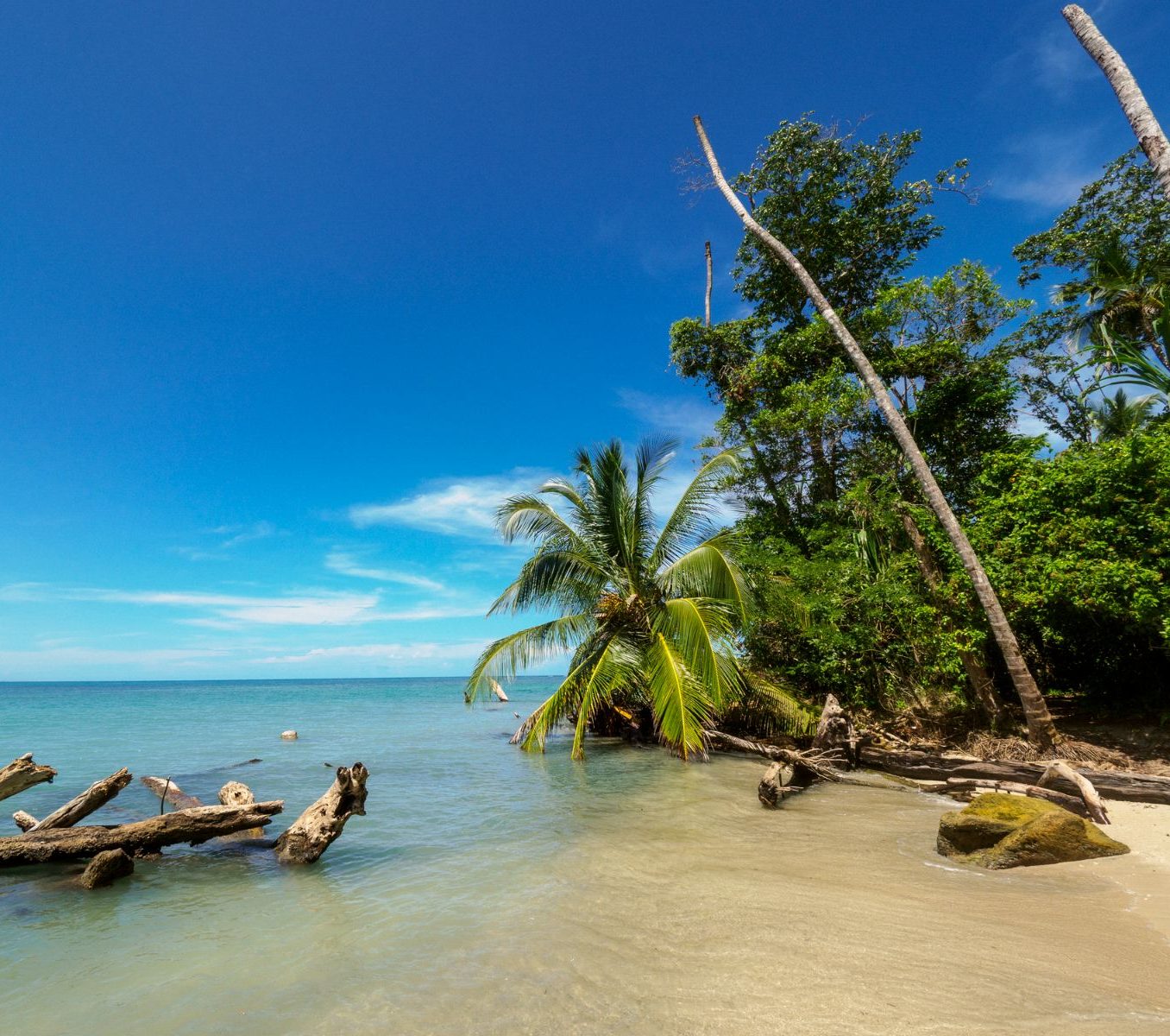 Rondreis Costa Rica, Cahuita National Park, strand met palmbomen