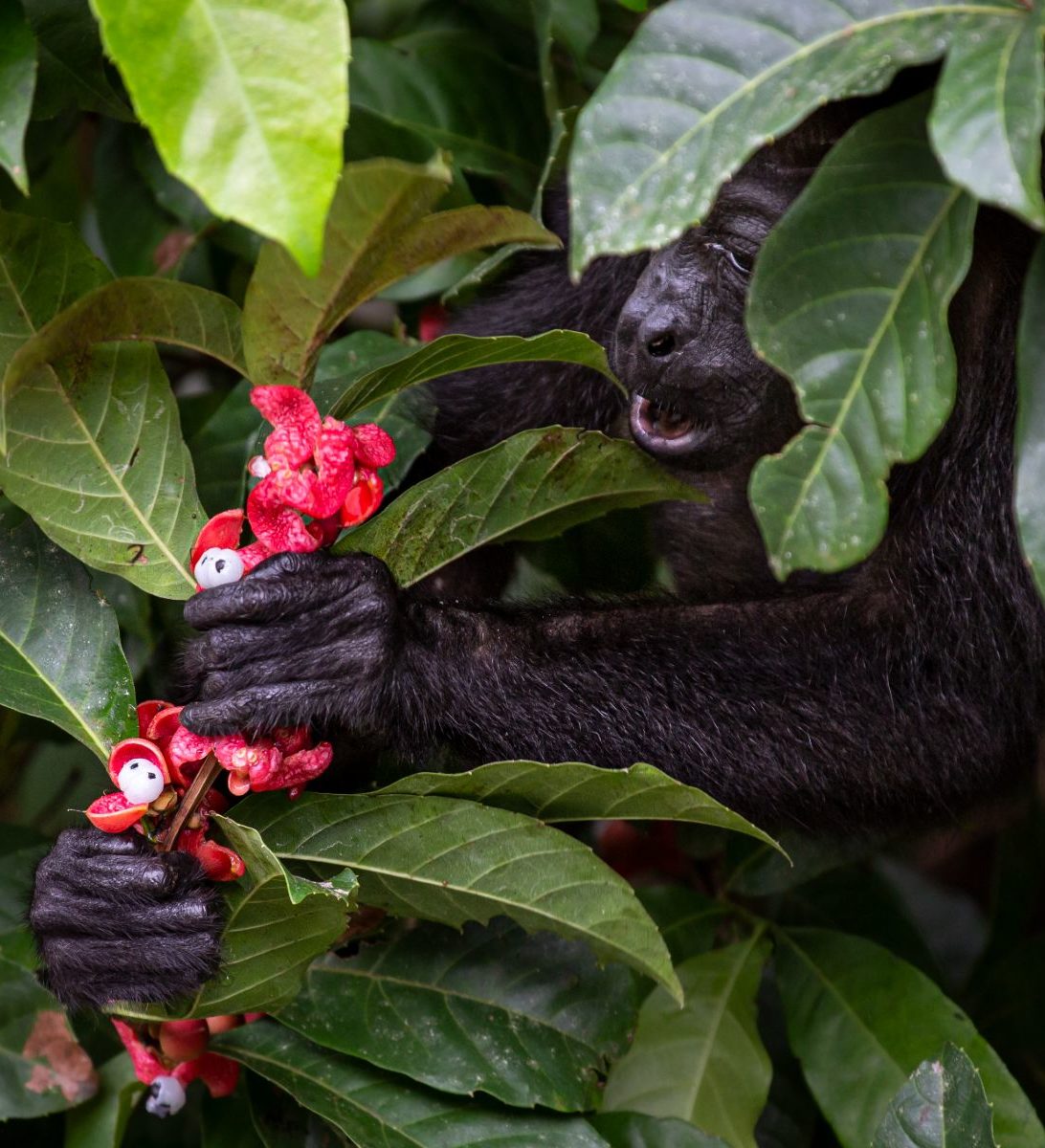 Rondreis Costa Rica, Cano Negro, Brulaap