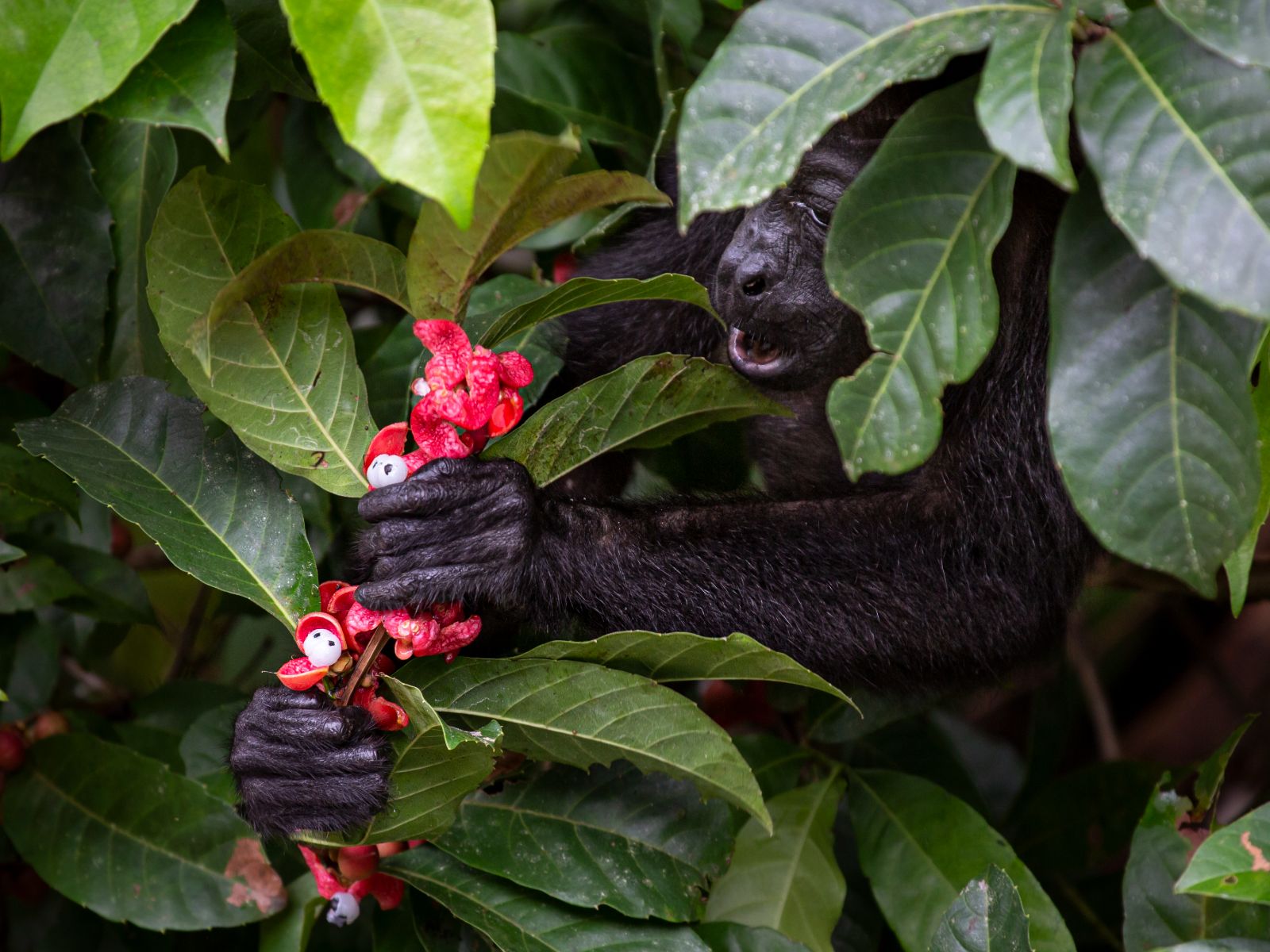 Rondreis Costa Rica, Cano Negro, Brulaap