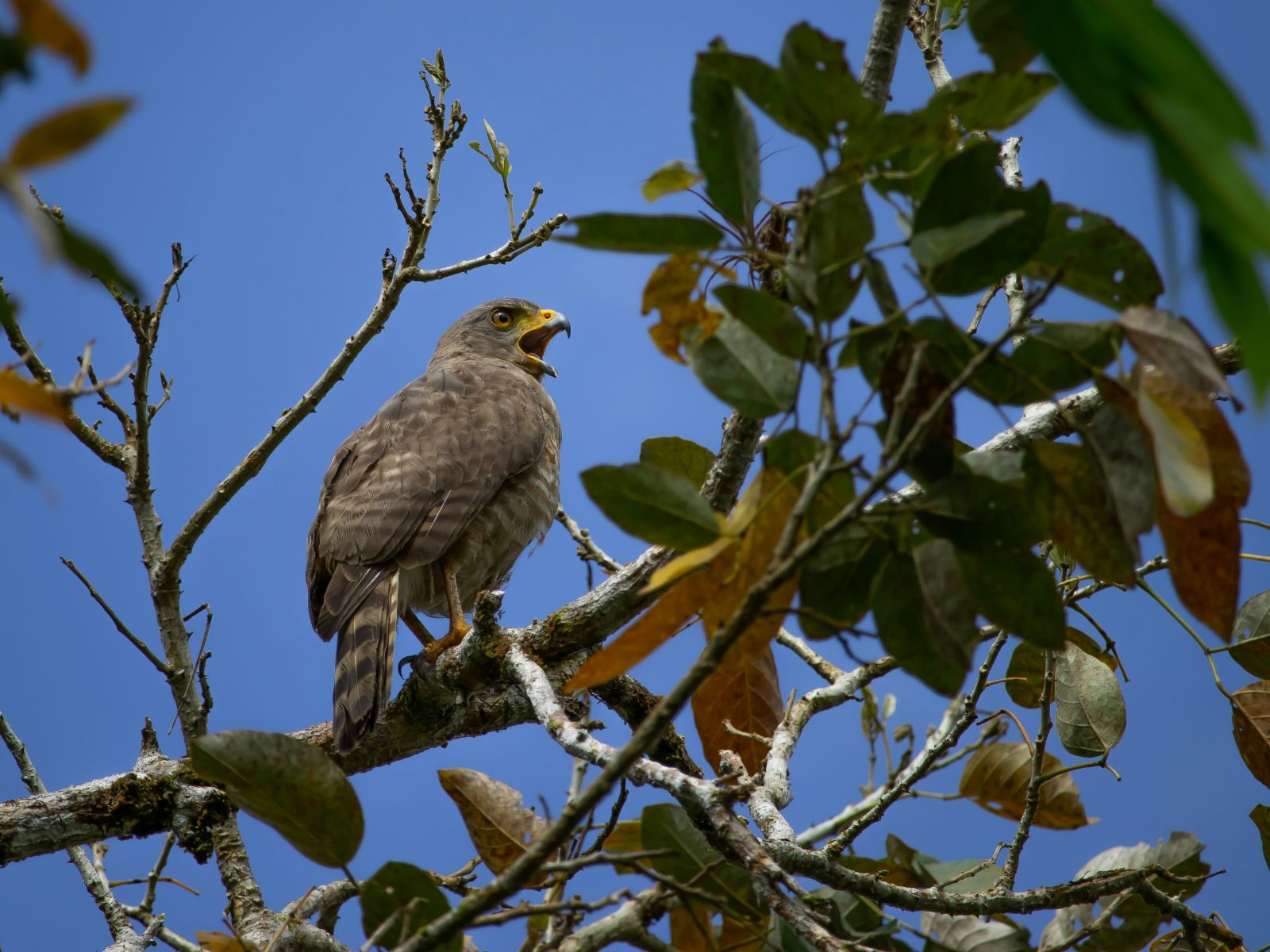Rondreis Costa Rica, Cano Negro, roofvogel