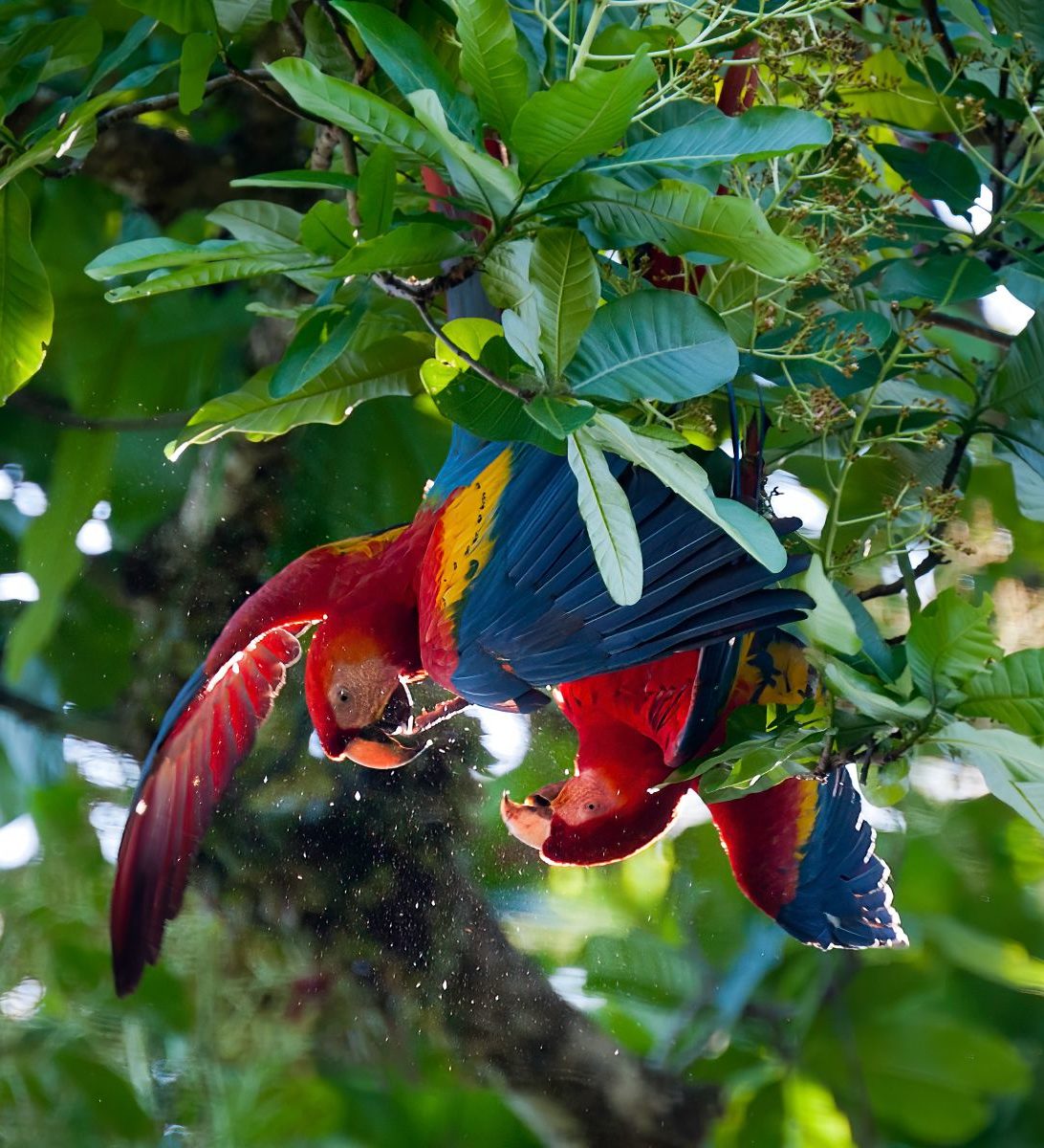 Rondreis Costa Rica, Carara NP, Macaws in een boom