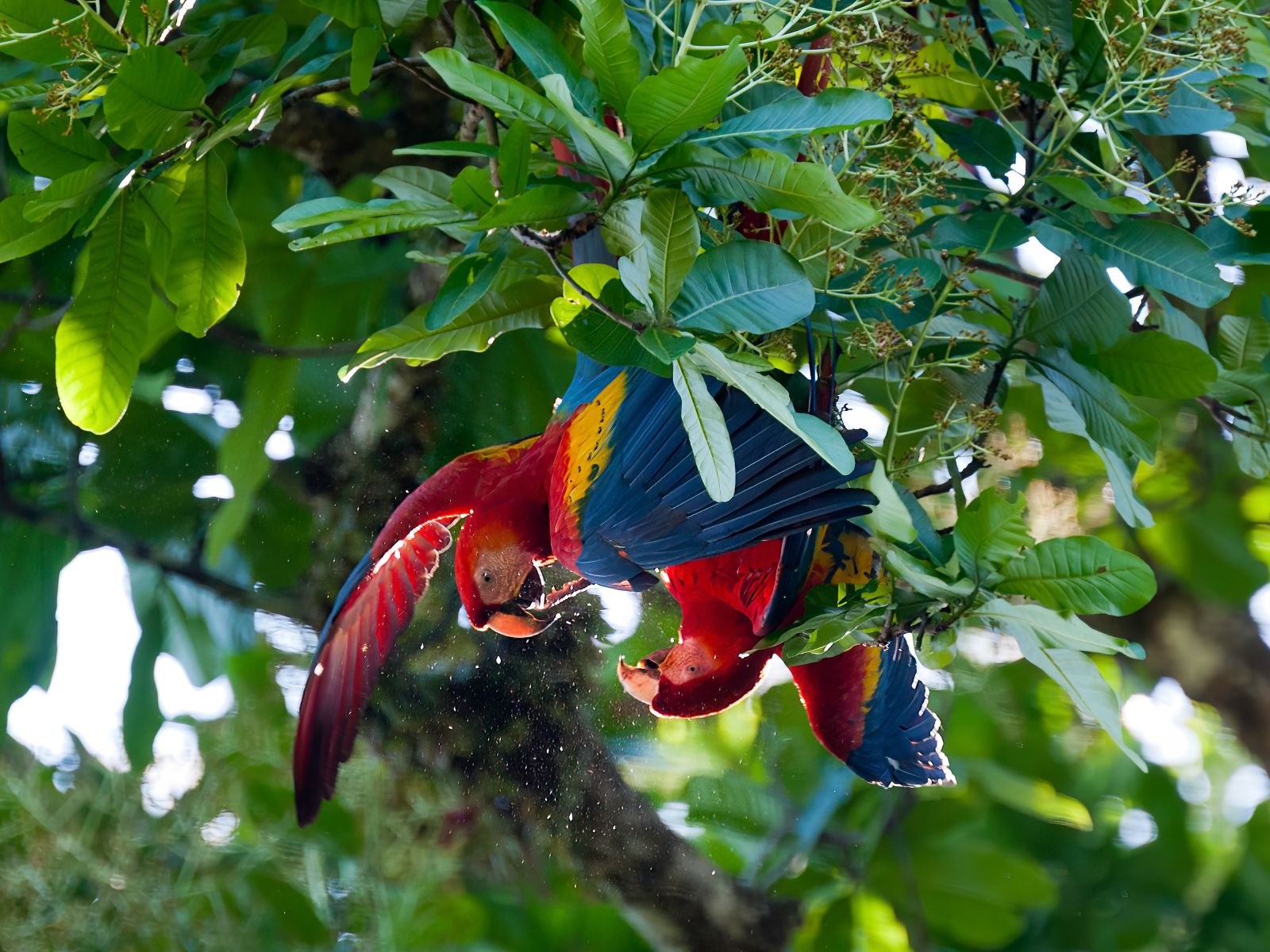Rondreis Costa Rica, Carara NP, Macaws in een boom