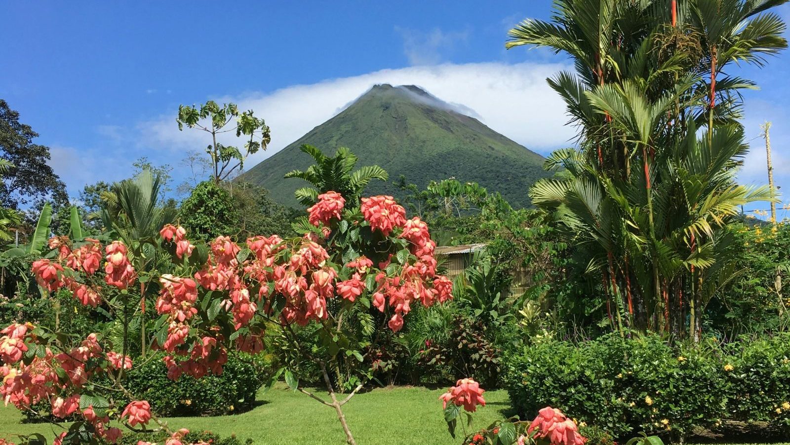Rondreis Costa Rica, La Fortuna, bloemen met vulkaan op de achtergrond