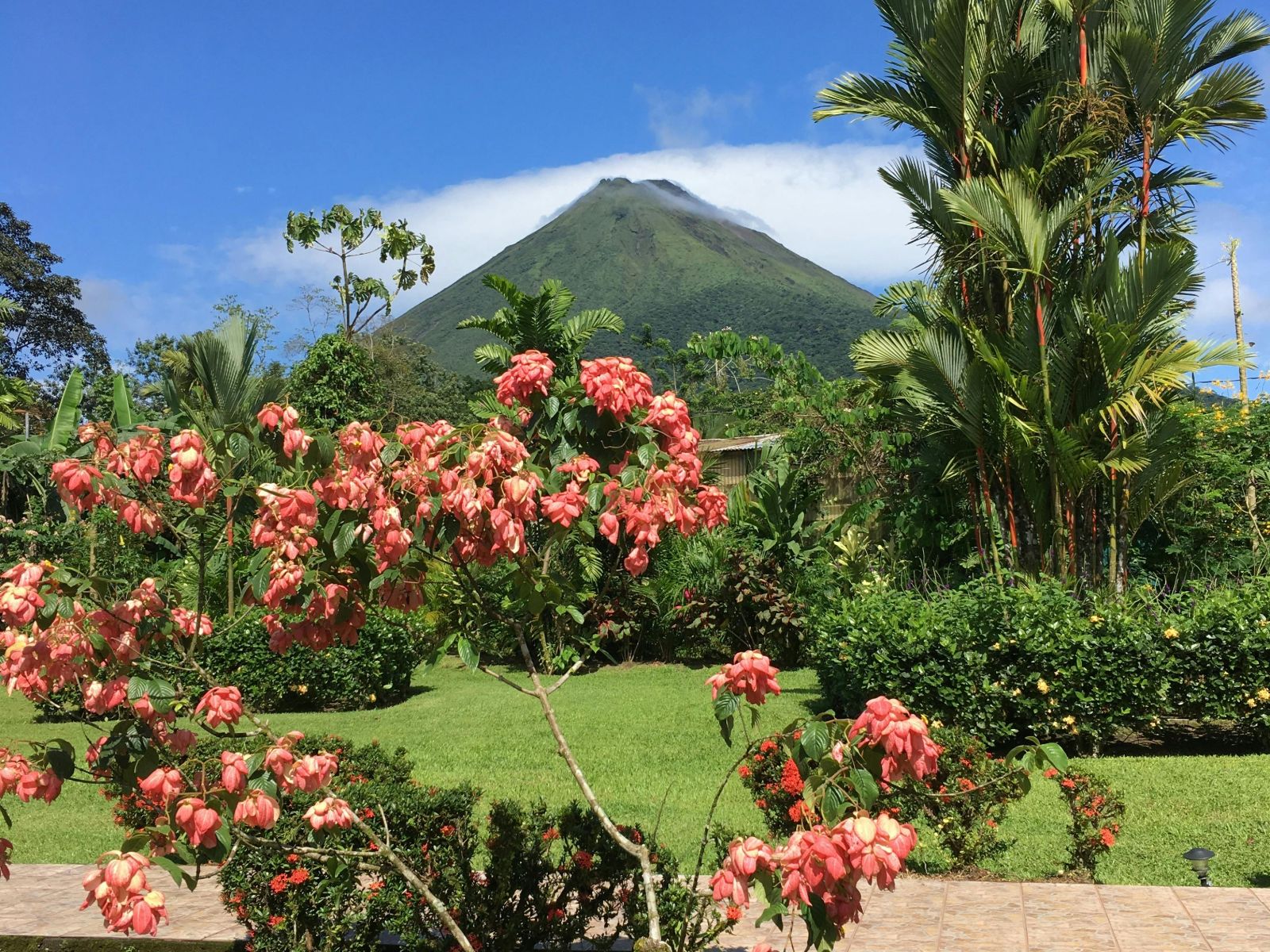 Rondreis Costa Rica, La Fortuna, bloemen met vulkaan op de achtergrond