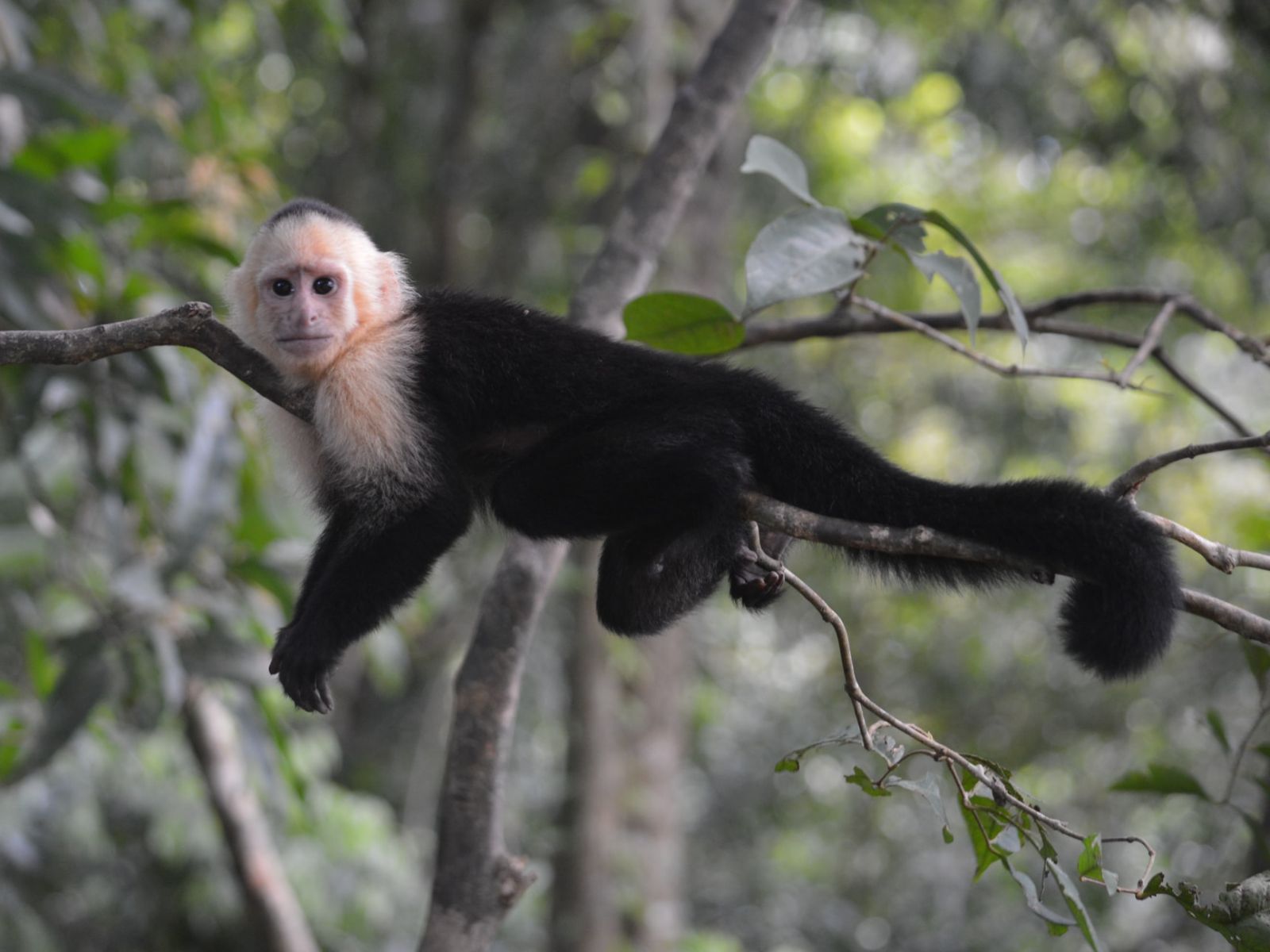 Rondreis Costa Rica, Manuel Antonio, aap in boom