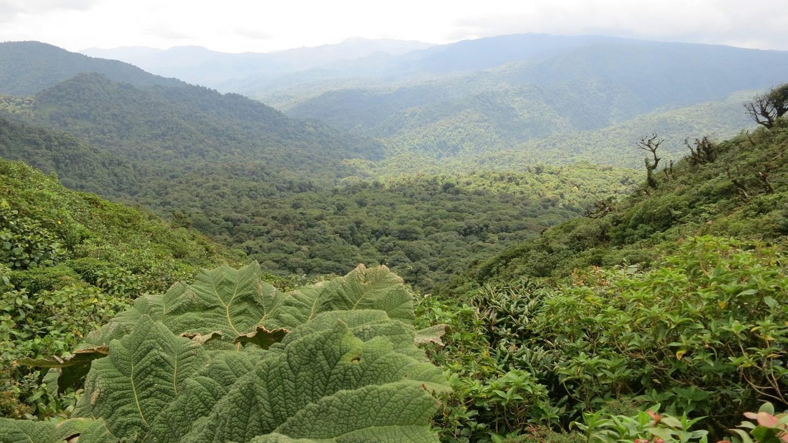 Rondreis Costa Rica, Monteverde, bovenaanzicht op het regenwoud