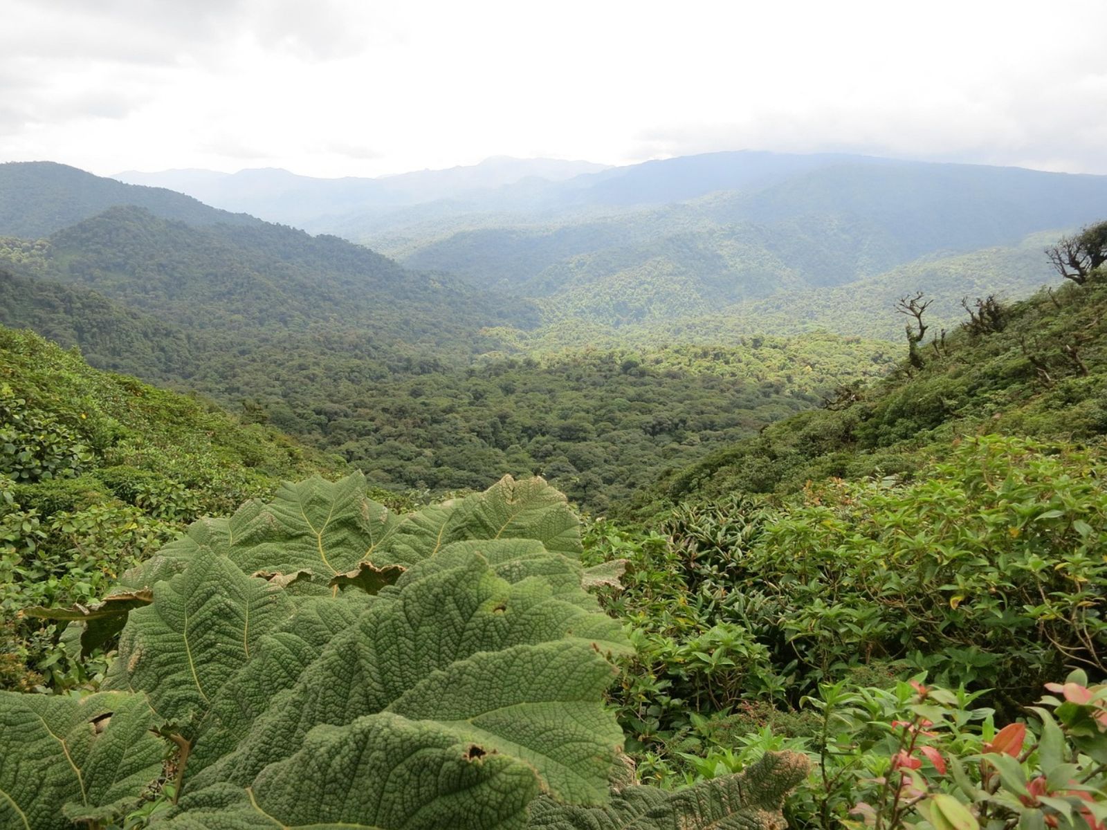 Rondreis Costa Rica, Monteverde, bovenaanzicht op het regenwoud