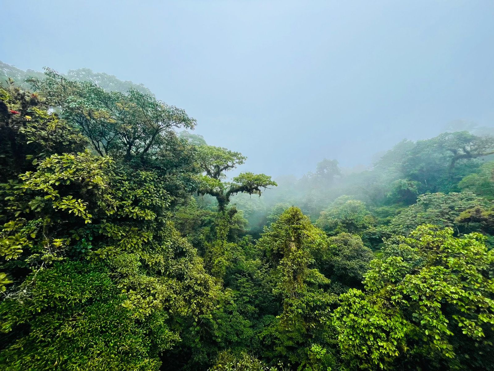 Rondreis Costa Rica, Monteverde, regenwoud met mist