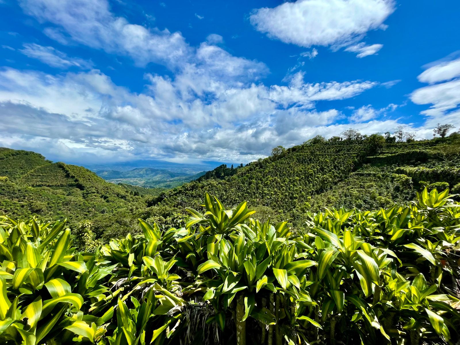 Rondreis Costa Rica, Naranjo, koffieplantage aan de westkust