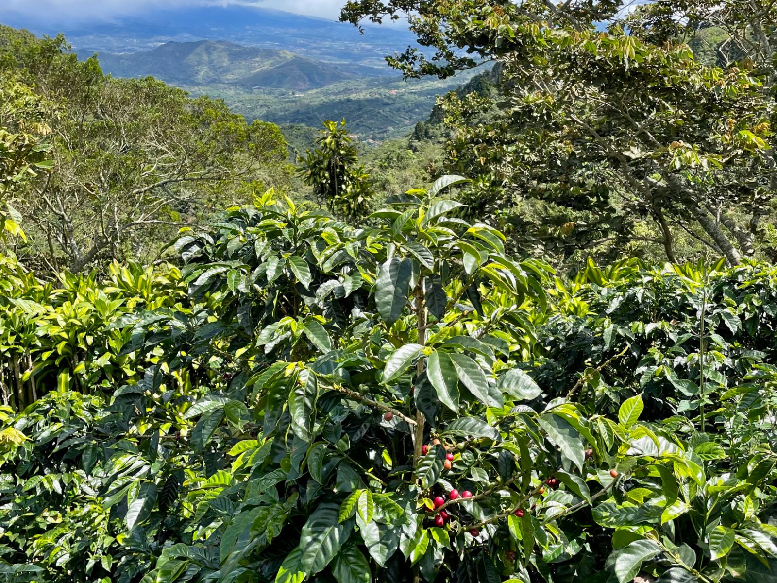 Rondreis Costa Rica, Naranjo, koffieplantage bij San Ramon