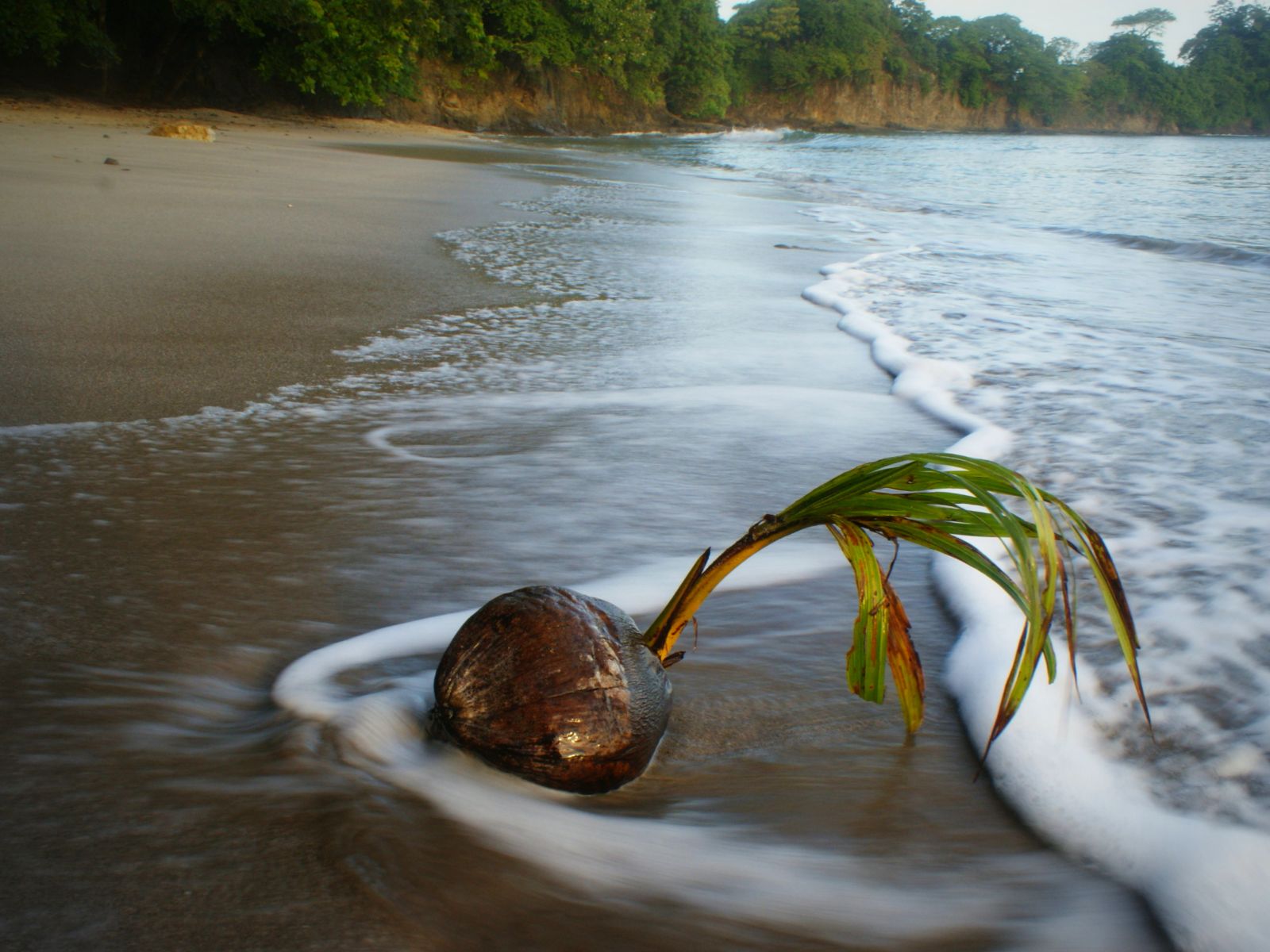 Rondreis Costa Rica, Punta Leona, strand met kokosnoot