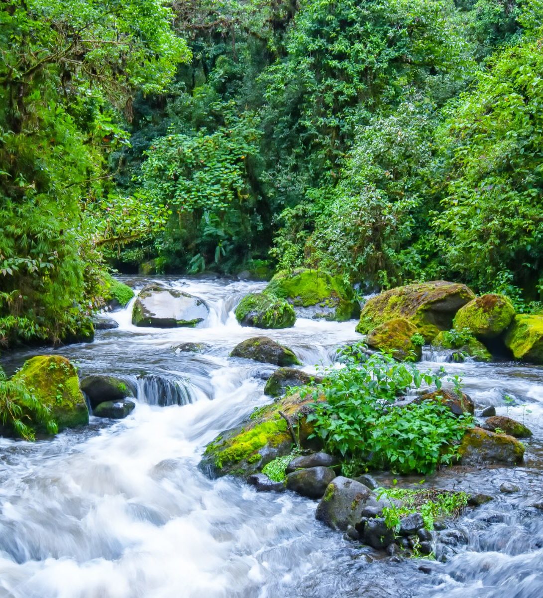 Rondreis Costa Rica, San Gerardo de Dota, Rio Savegre