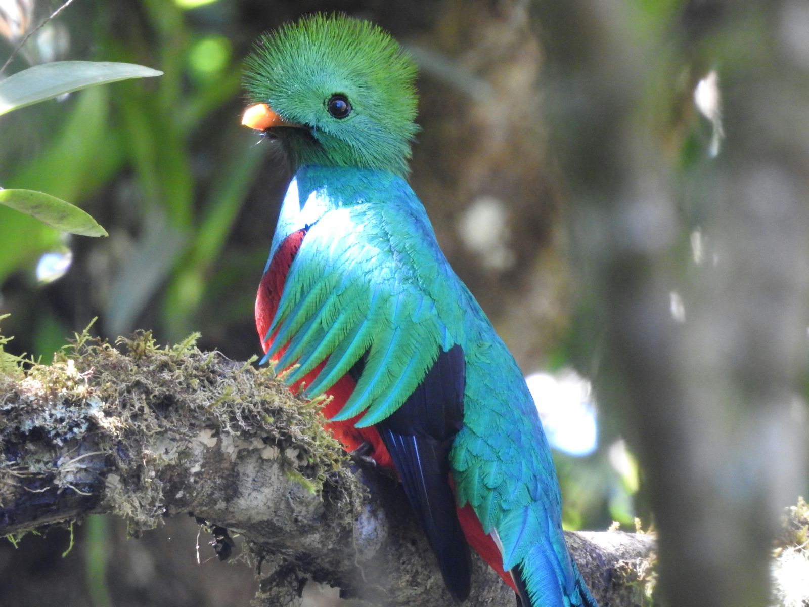 Rondreis Costa Rica, San Gerardo de Dota, quetzal in de boom