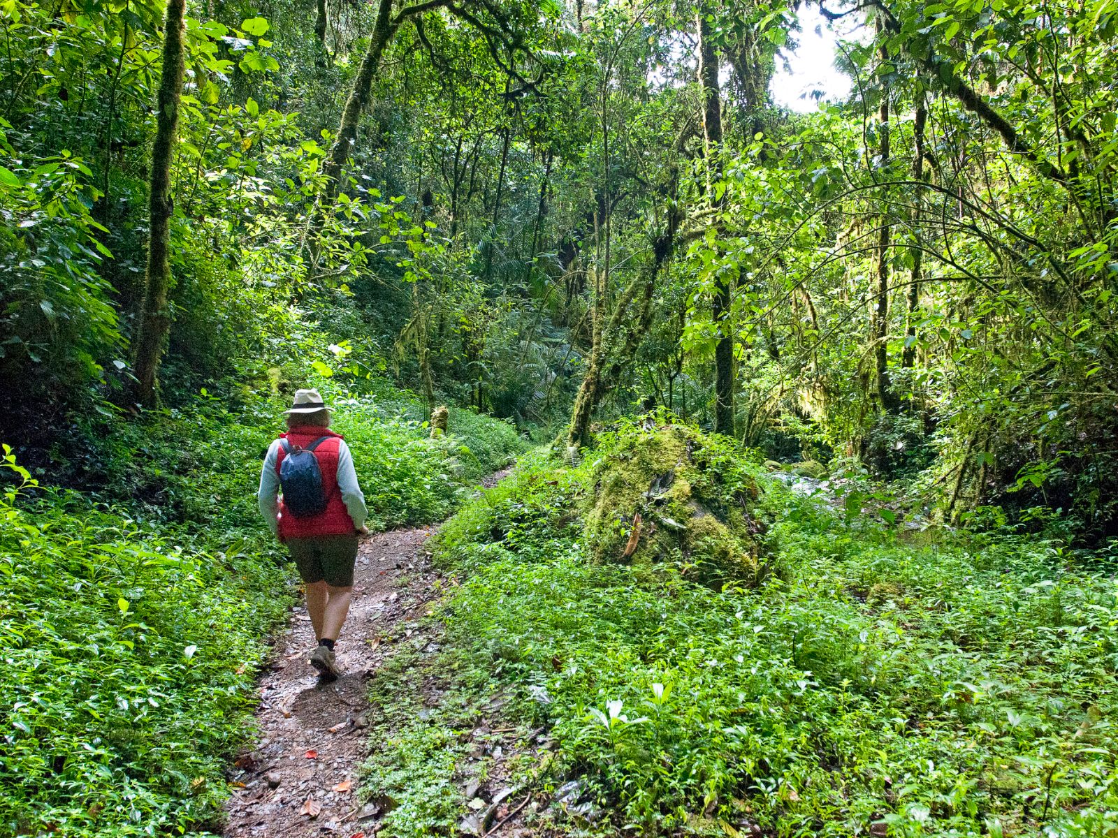 Rondreis Costa Rica, San Gerardo de Dota, wandelaar op hiking trail iin de jungle