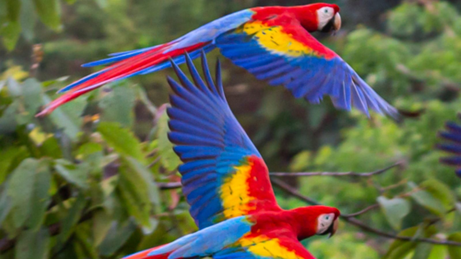 Rondreis Costa Rica, San Jose, papegaai