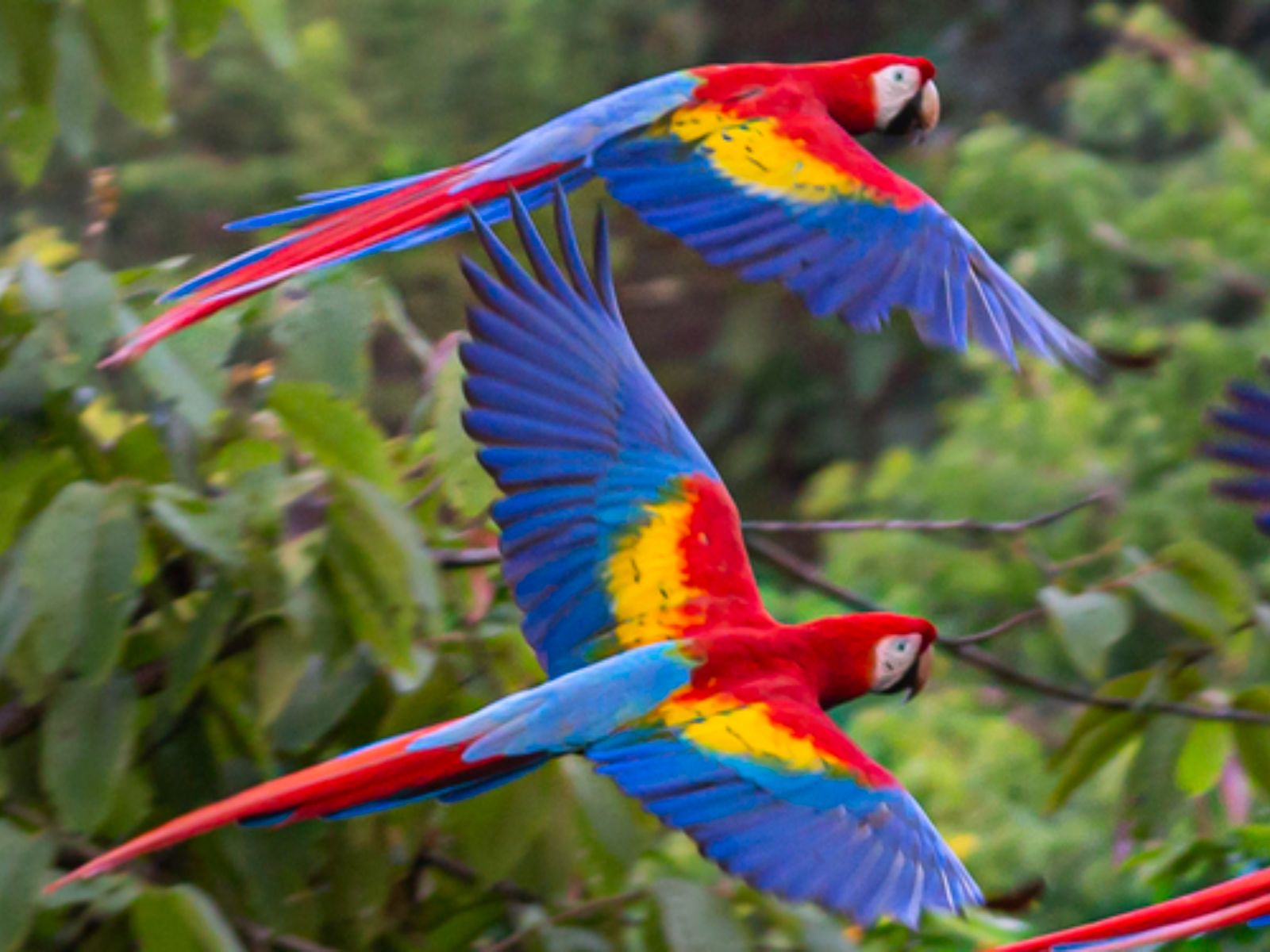 Rondreis Costa Rica, San José, Papagaai