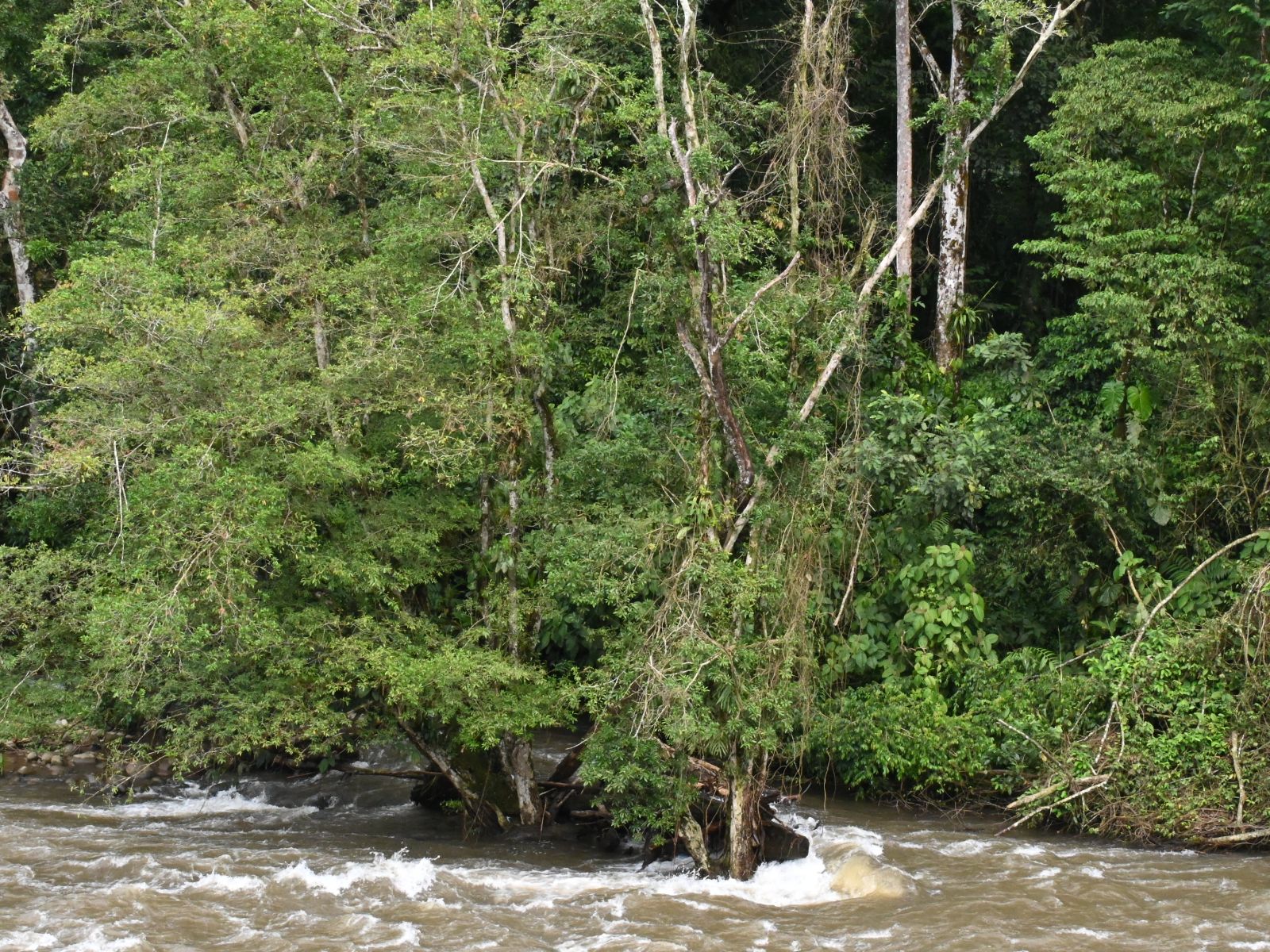 Rondreis Costa Rica, Sarapiqui, rivier