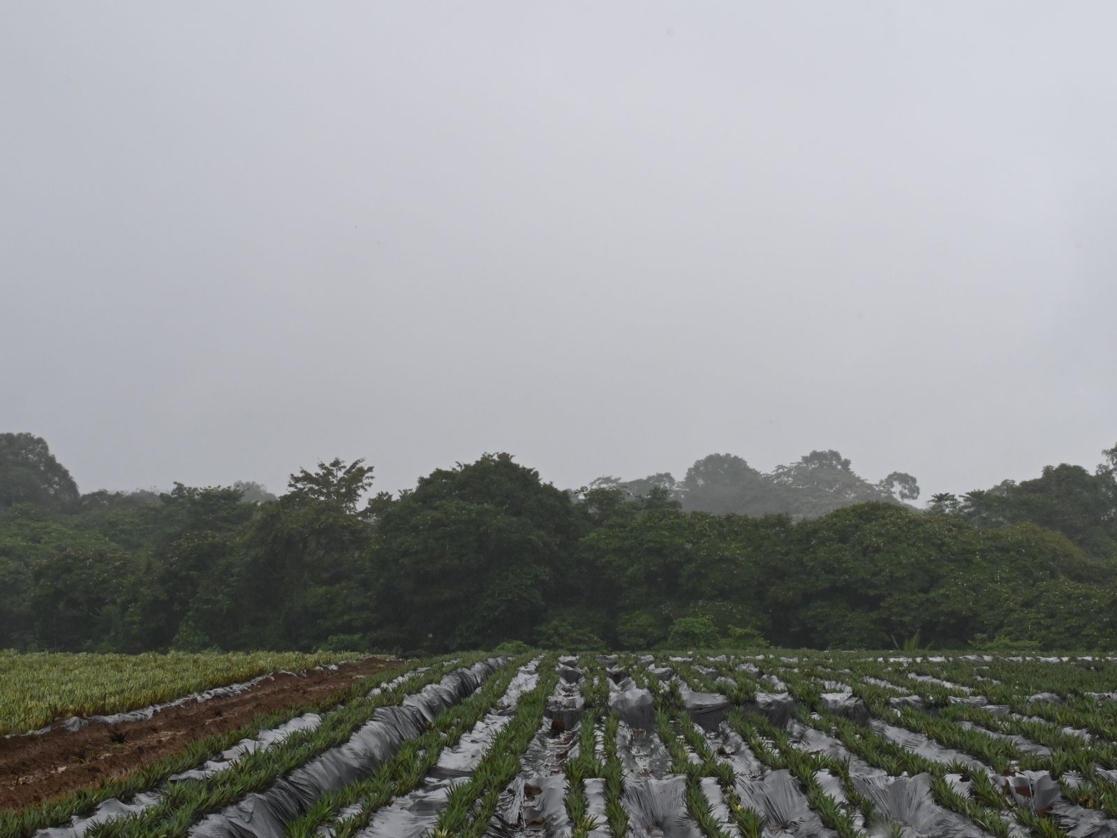 Rondreis Costa Rica, Sarapiqui, veld met bos in achtergrond