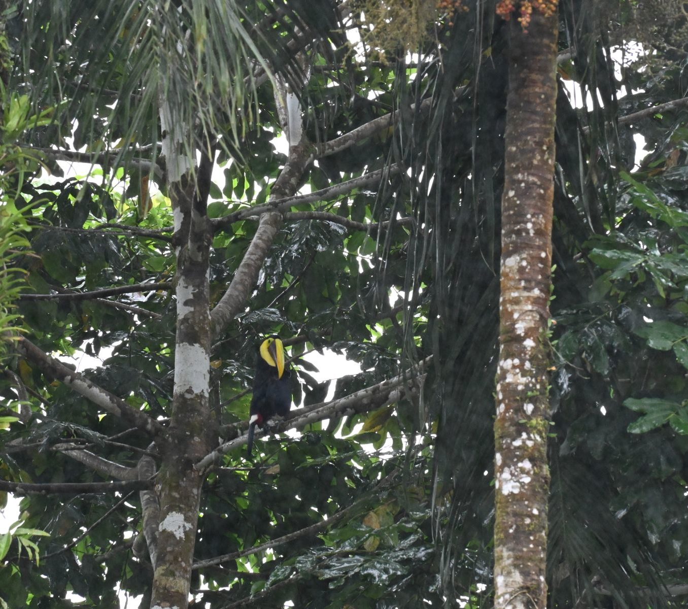 Rondreis Costa Rica, Sarapiqui, vogel in bomen