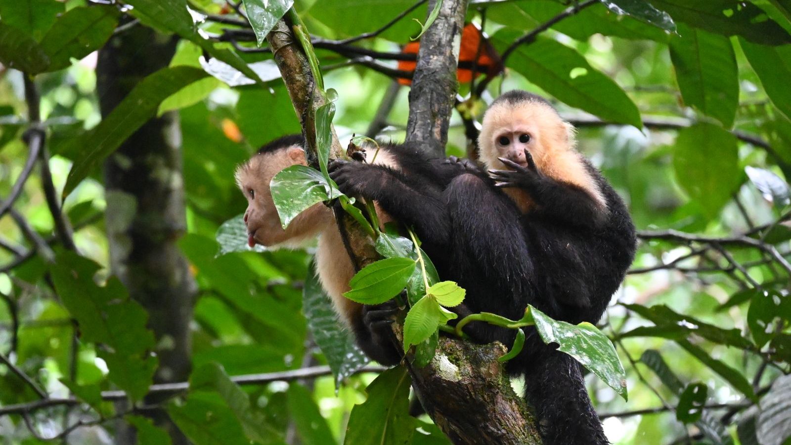 Rondreis Costa Rica, Tortuguero, white faced monkey