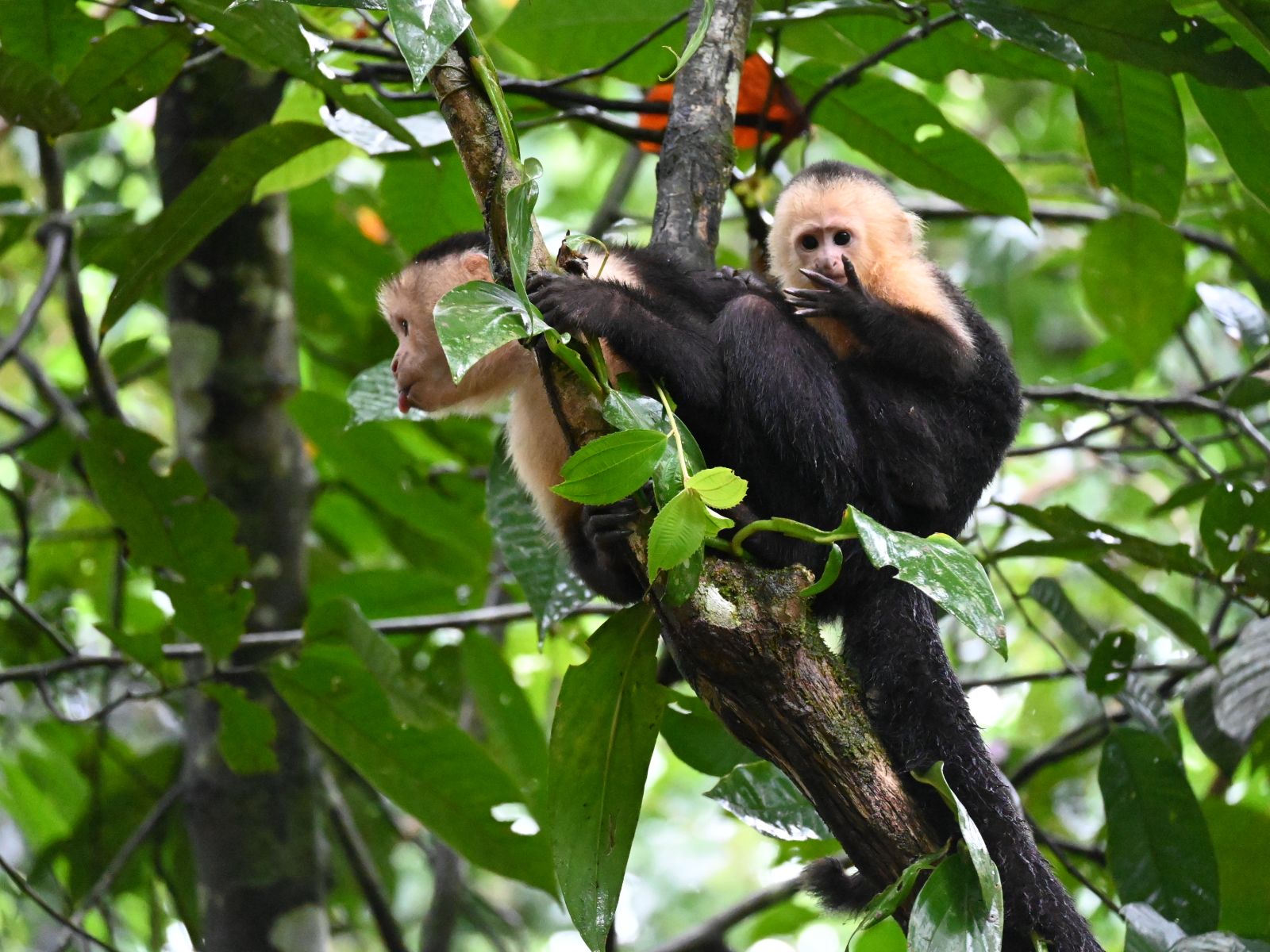 Rondreis Costa Rica, Tortuguero, White faced monkey