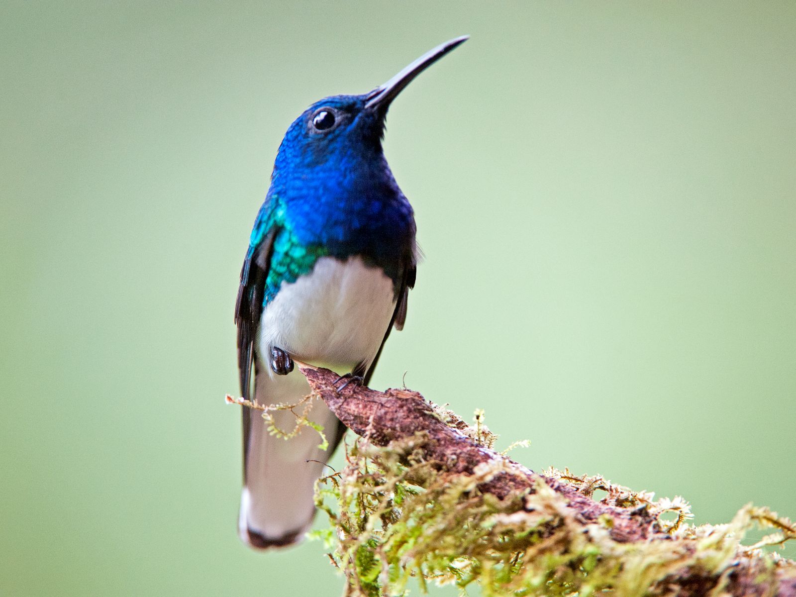 Rondreis Costa Rica, Turrialba, blauwe kolibrie vogel