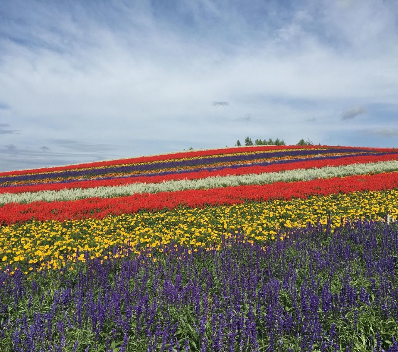 Rondreis Japan Furano, bloemenvelden