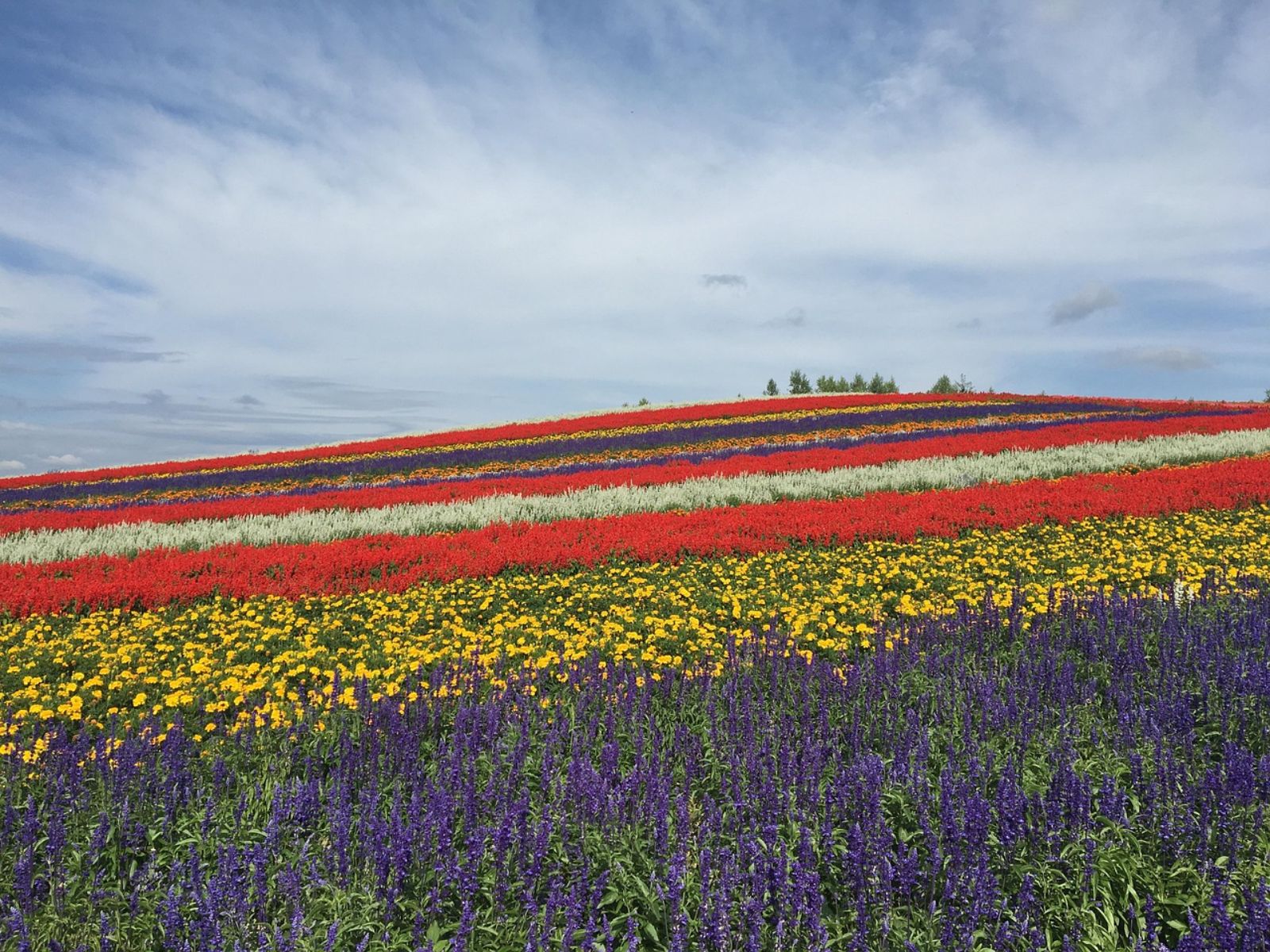 Rondreis Japan Furano, bloemenvelden