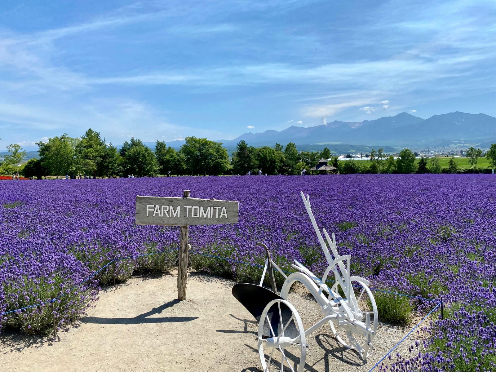 Rondreis Japan Furano, farm tomita bord