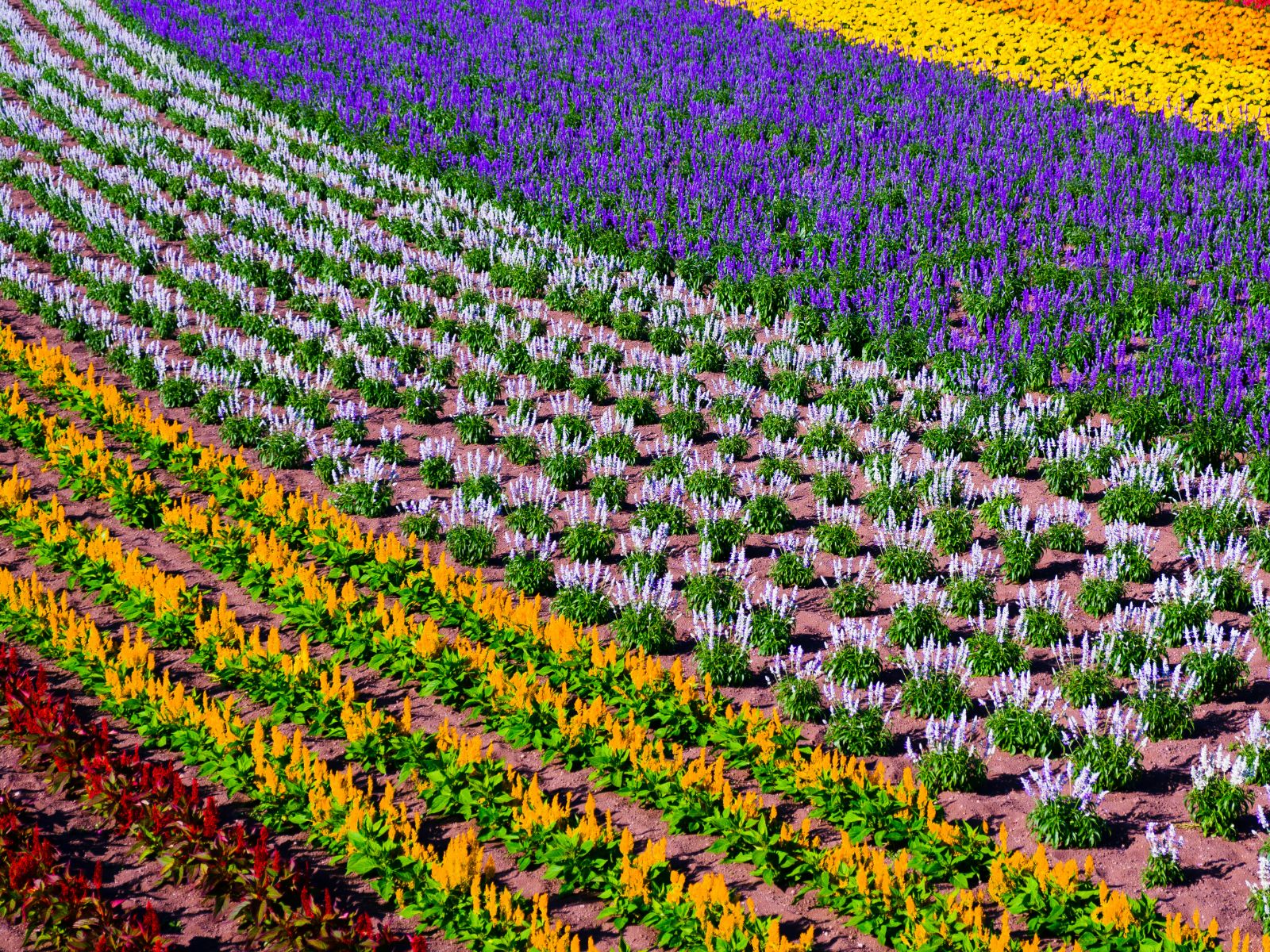 Rondreis Japan Furano, kleurrijke bloemen