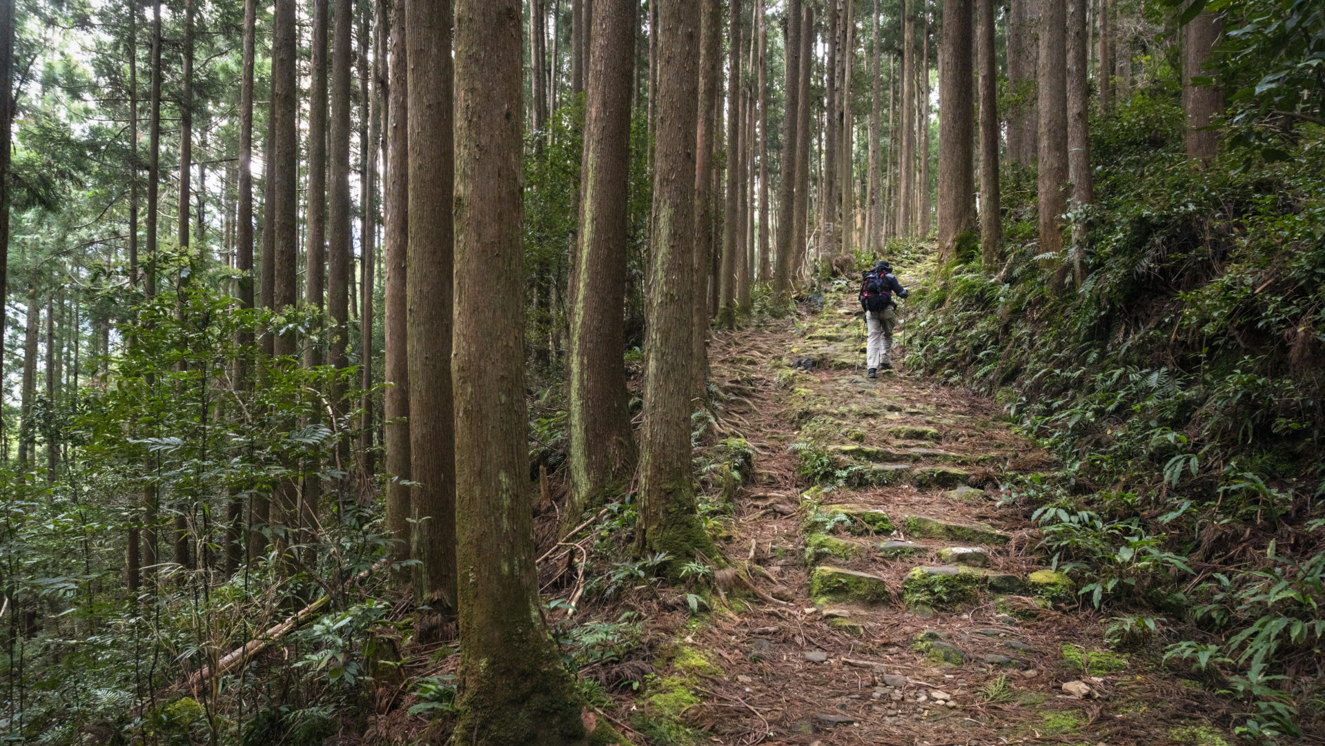 Rondreis Japan, Kumano Kodo, pad in het bos