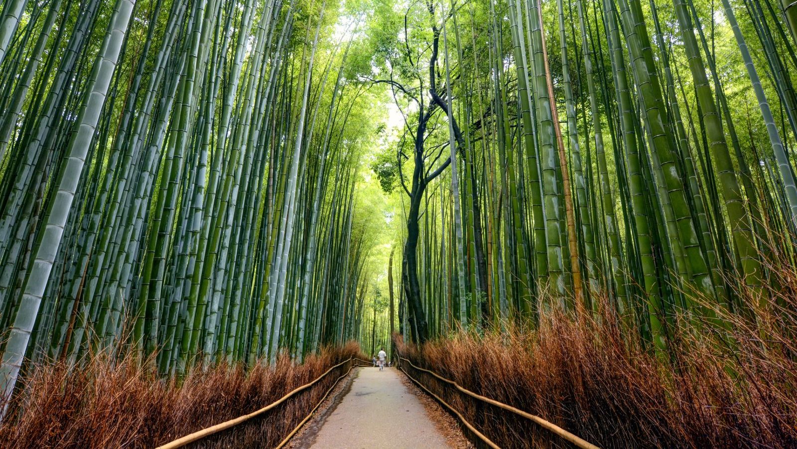 Rondreis Japan, Kyoto, Arashiyama bamboebos