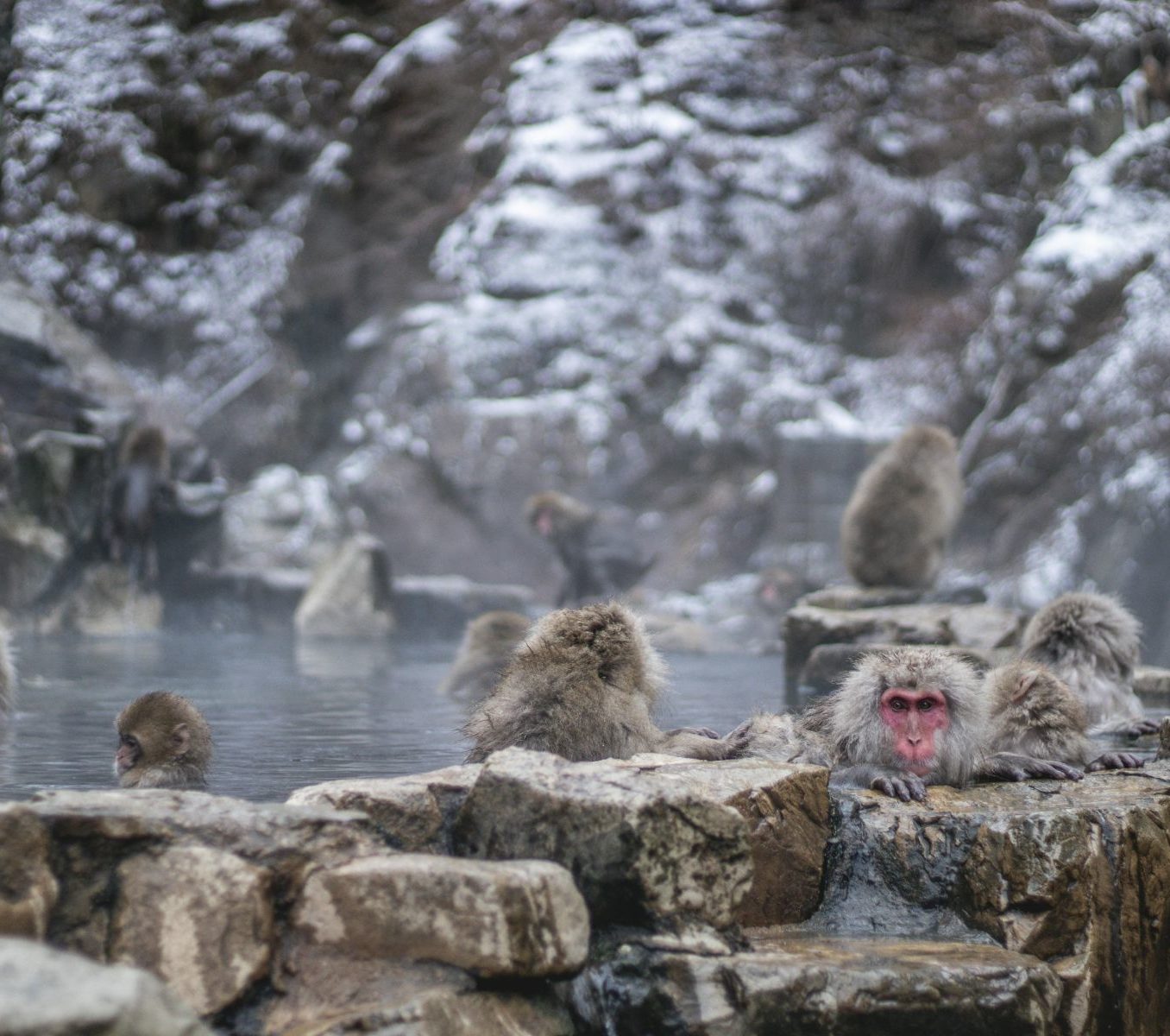 Rondreis Japan, Yudanaka Onsen, Japanse sneeuwapen