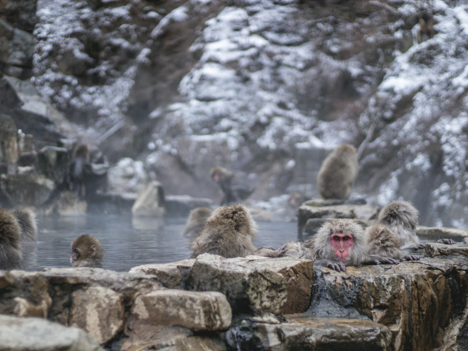 Rondreis Japan, Yudanaka Onsen, Japanse sneeuwapen