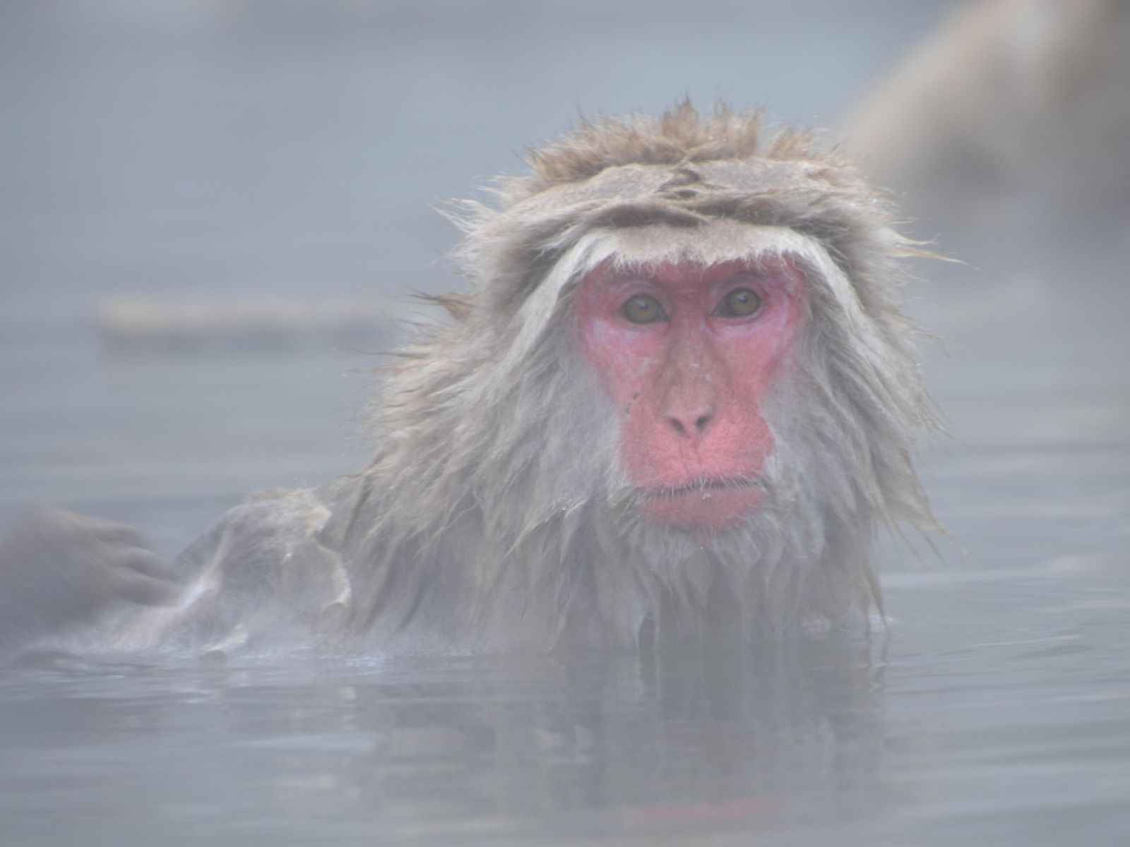 Rondreis Japan, Yudanaka Onsen sneeuwaapje