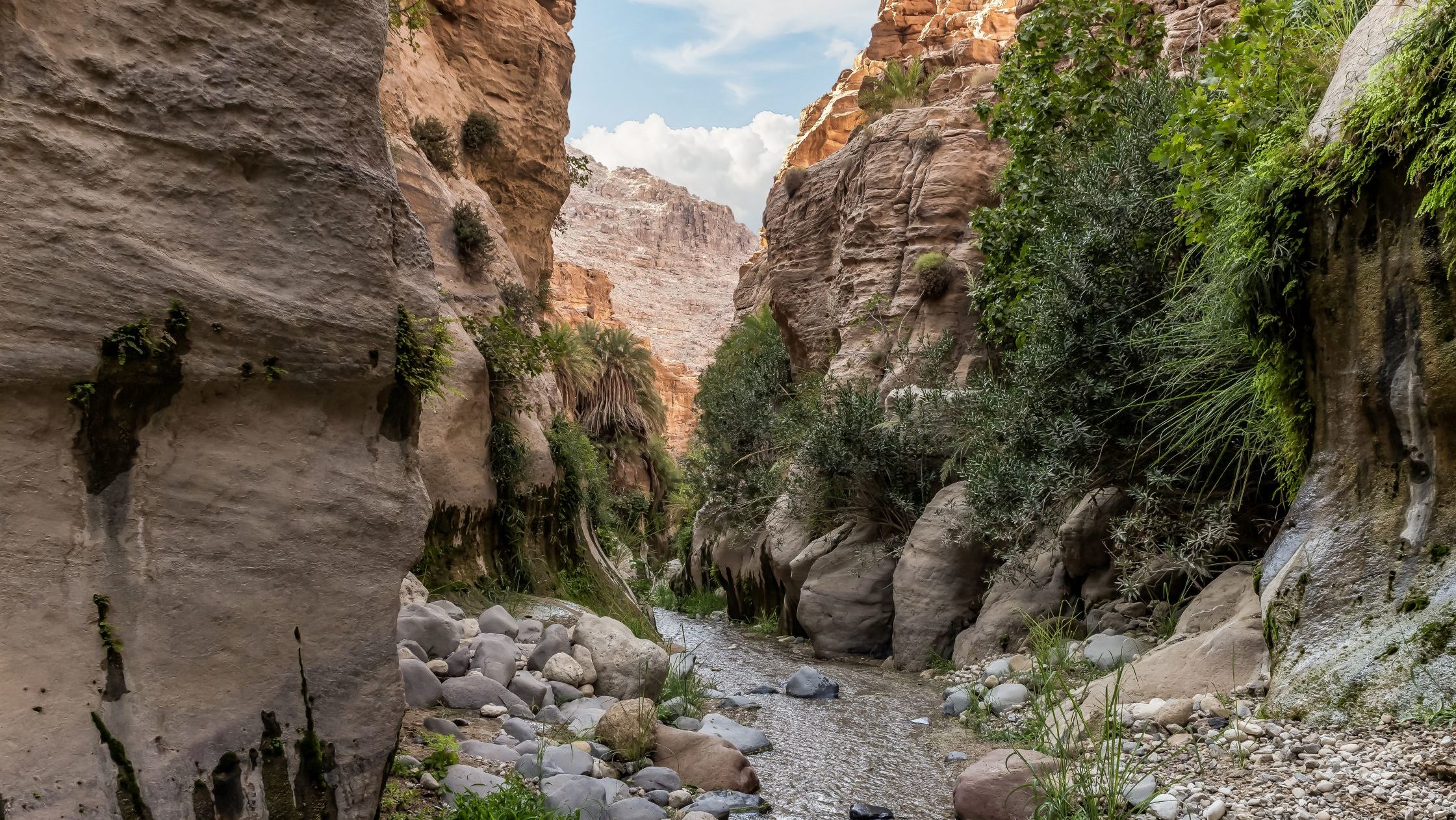 Rondreis-Jordanie-Wadi-Ghuweir-met-plantengroei