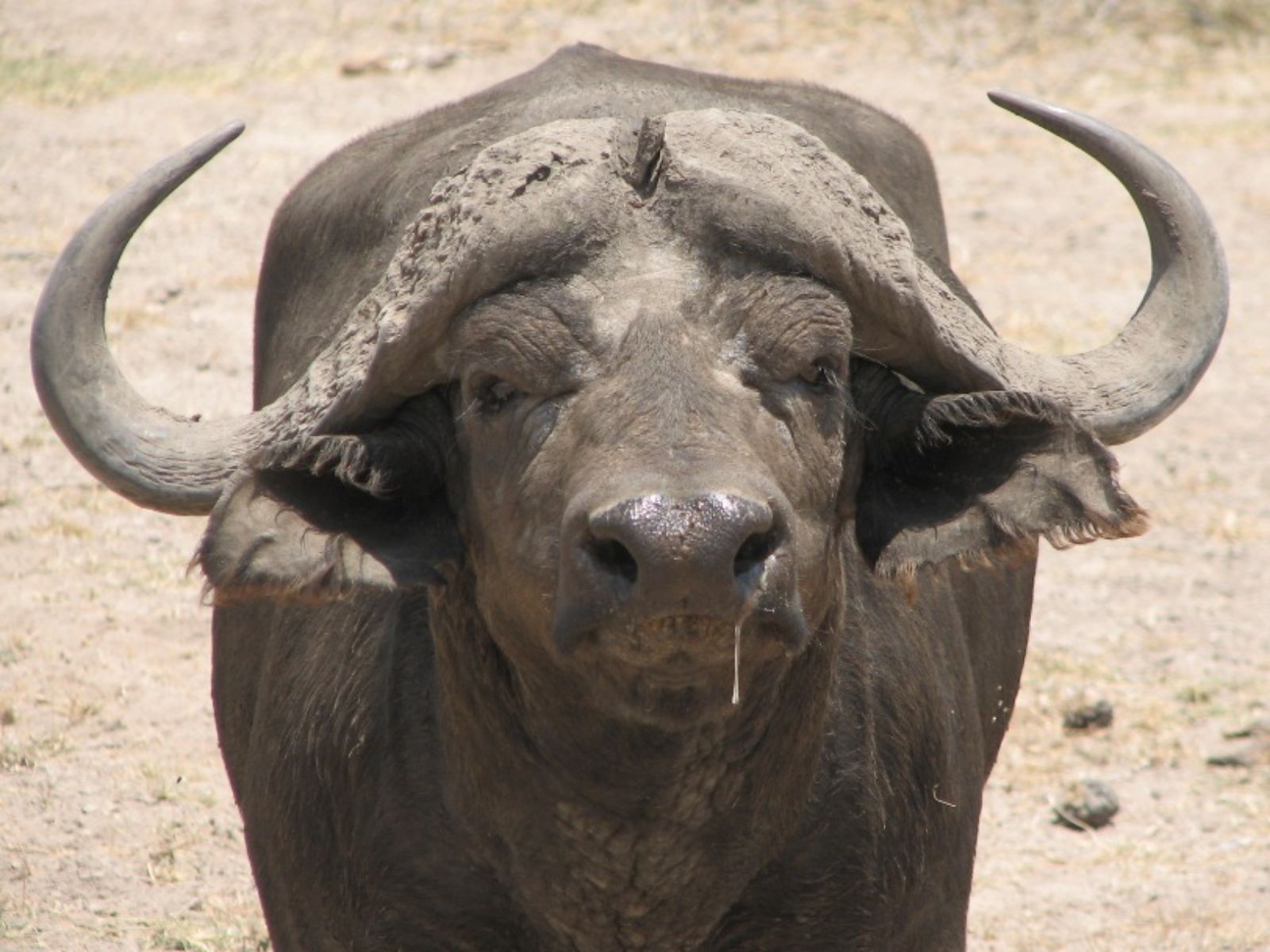 Rondreis Kenia, Amboseli, Buffel