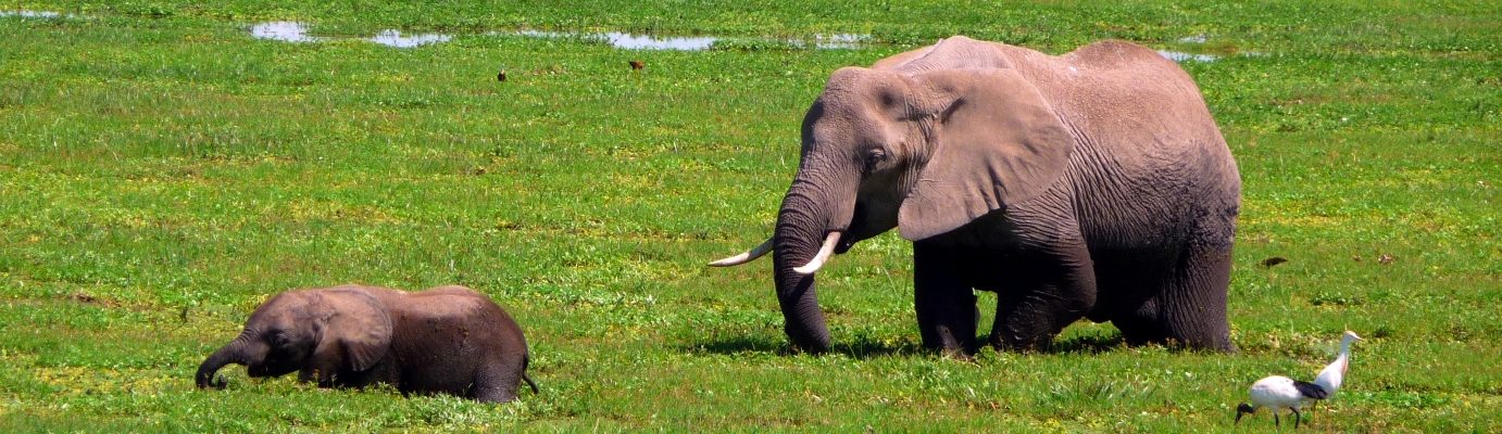 Rondreis Kenia, Amboseli, Olifant met jong