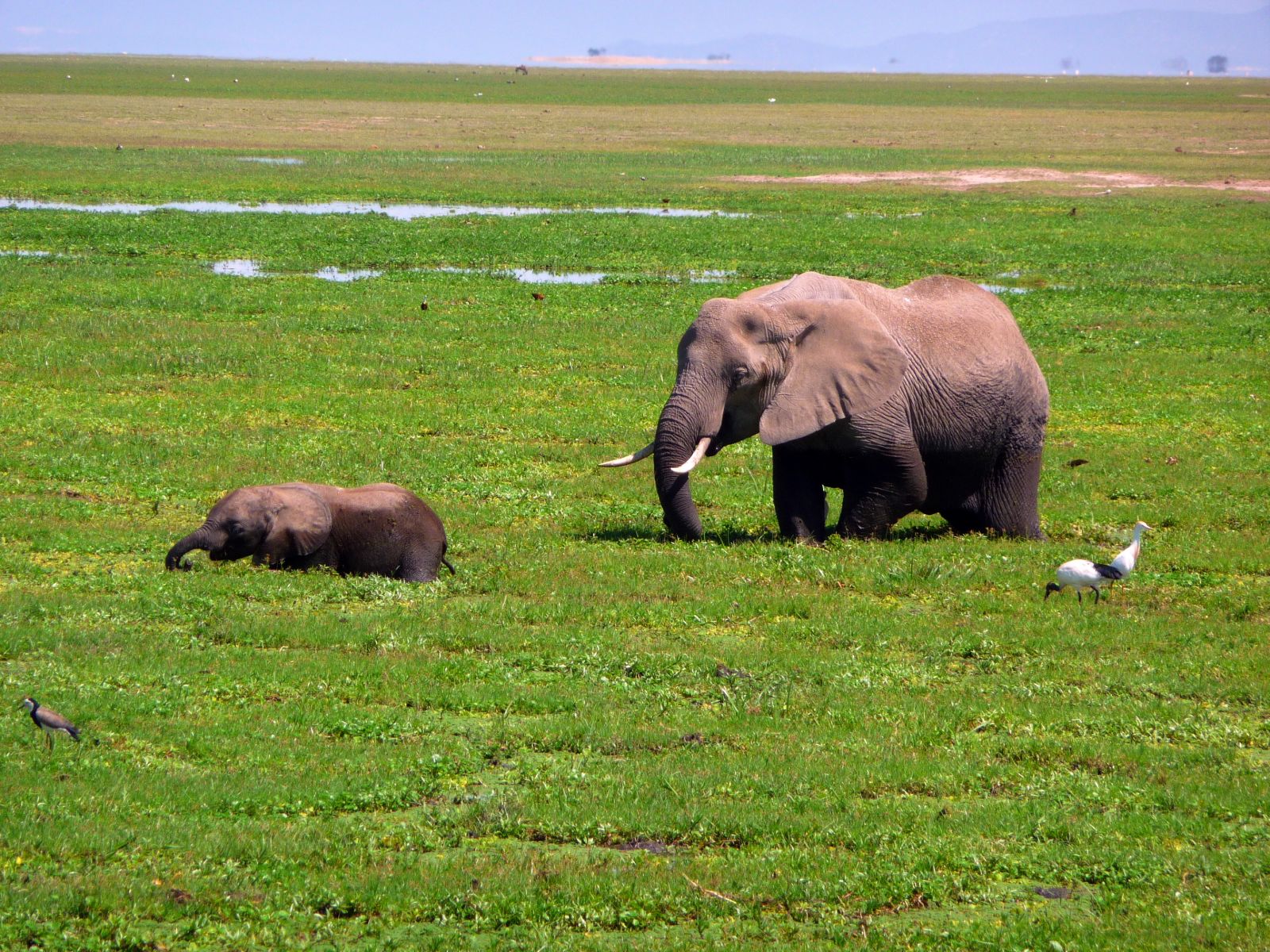 Rondreis Kenia, Amboseli, Olifant met jong