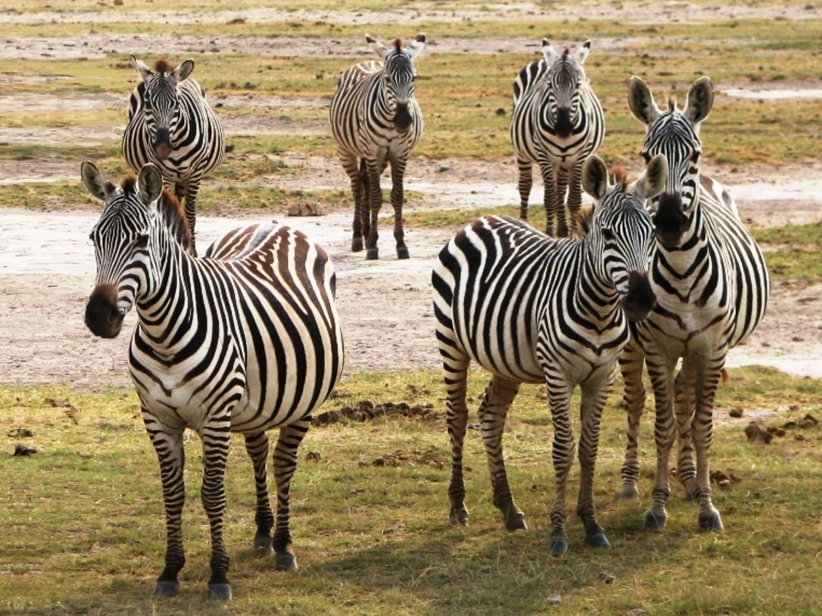 Rondreis Kenia, Amboseli, groep Zebra's