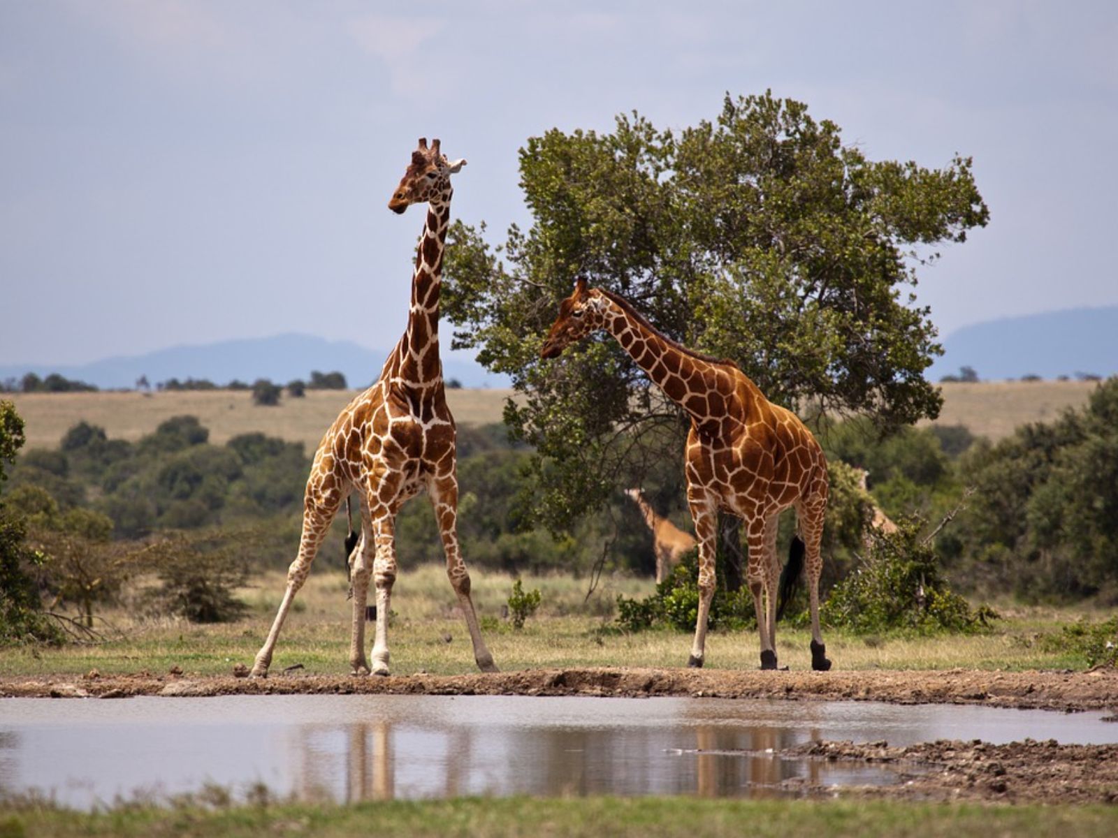 Rondreis Kenia, Buffalo Spring National Reserve, Samburu, Giraffe