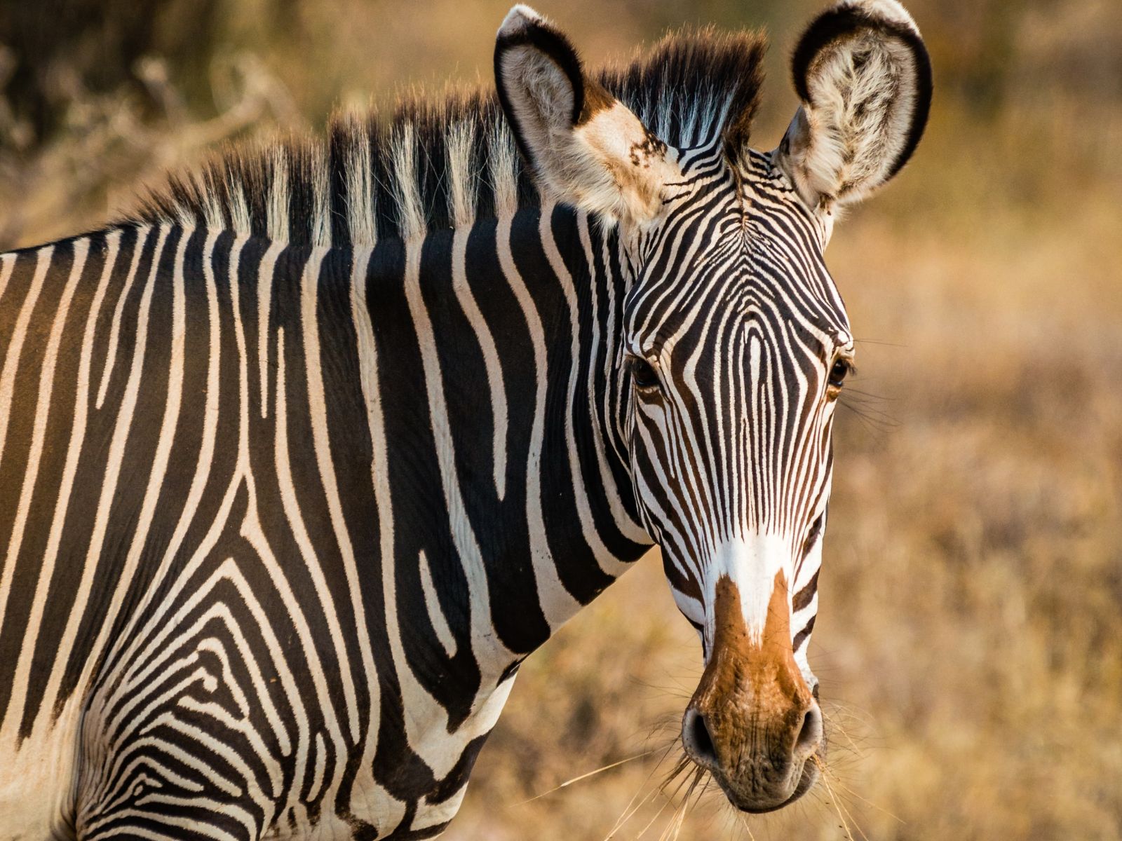 Rondreis Kenia, Buffalo Spring National Reserve, Samburu, Zebra