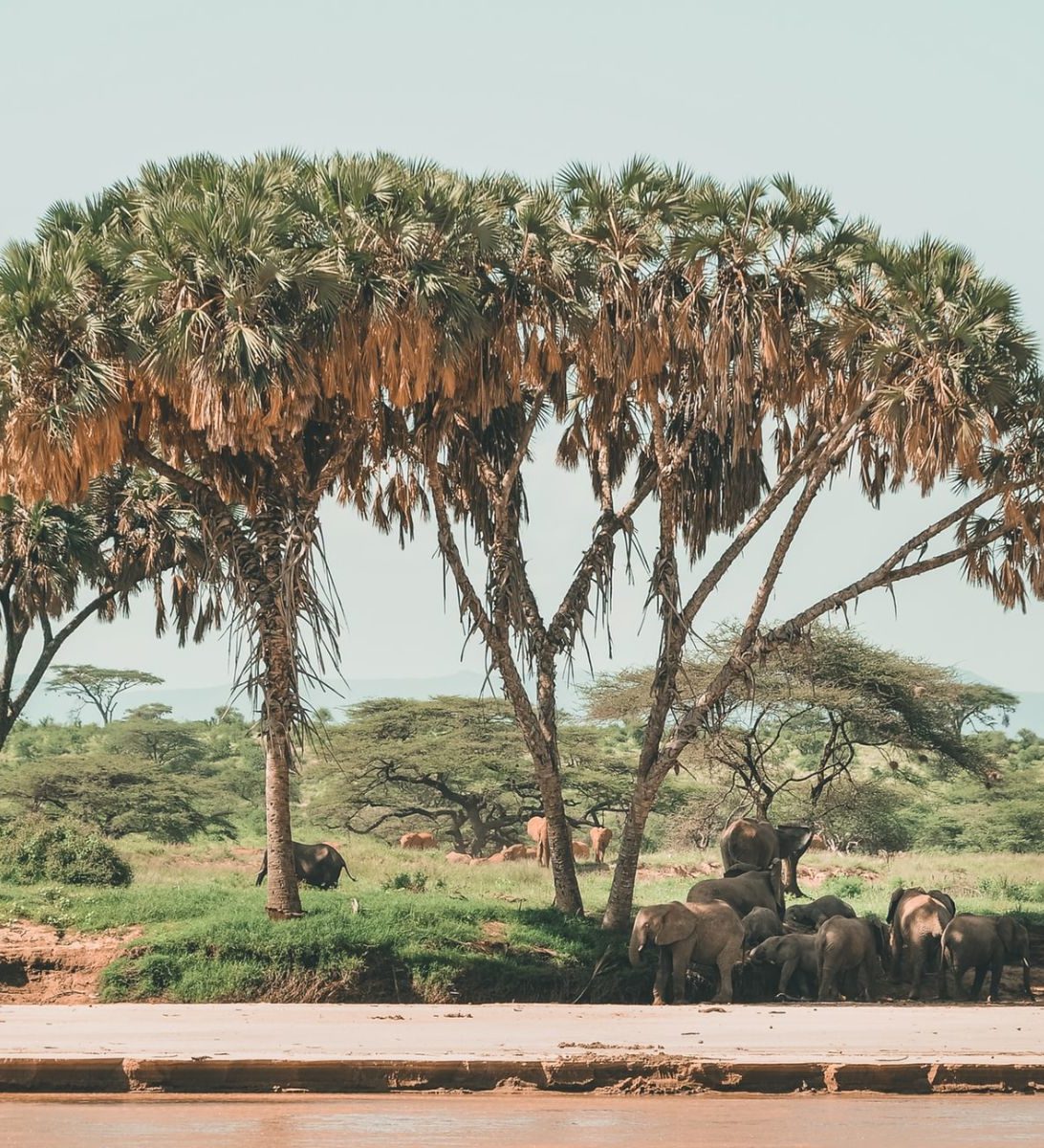 Rondreis Kenia, Buffalo Spring National Reserve, Samburu, boom met kudde olifanten bij waterplaats